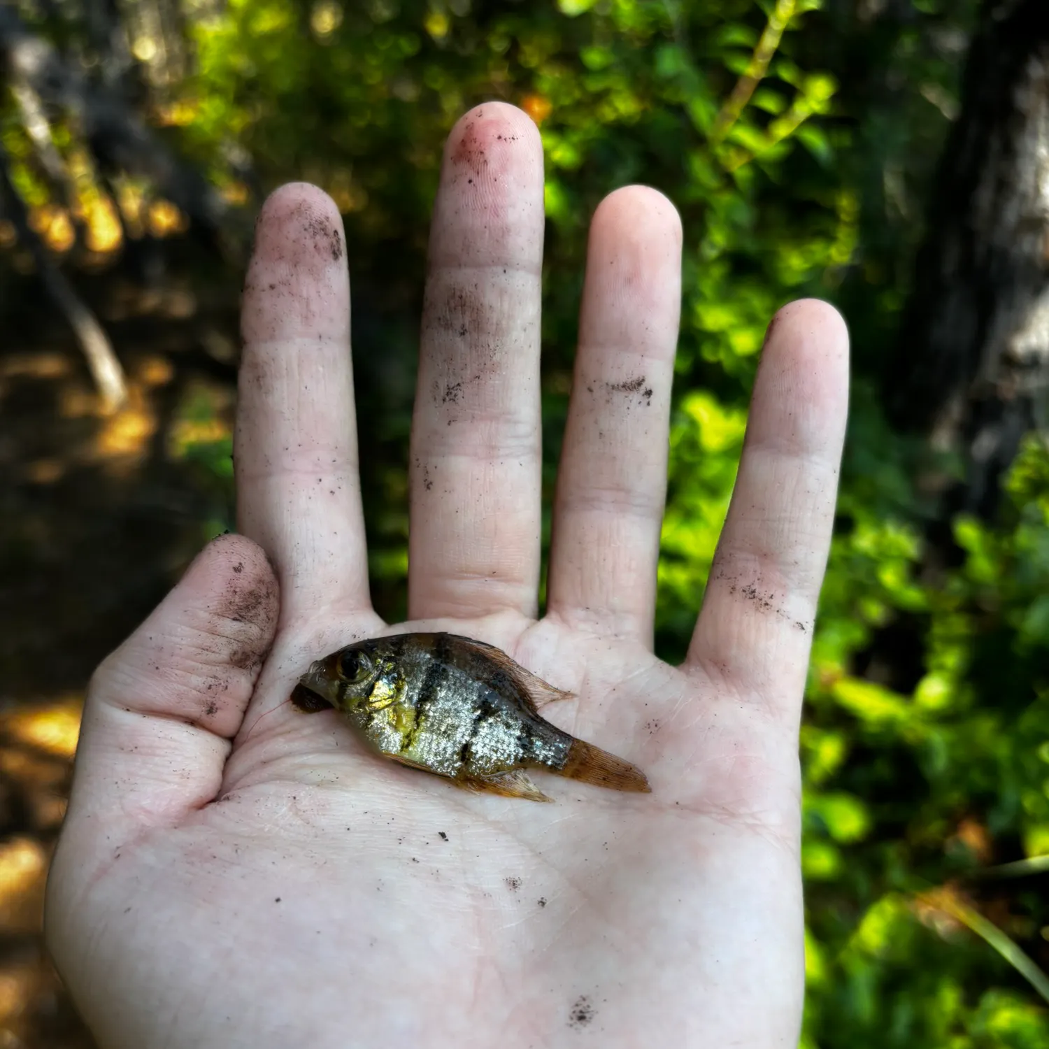 The most recent Blackbanded sunfish catches on Fishbrain