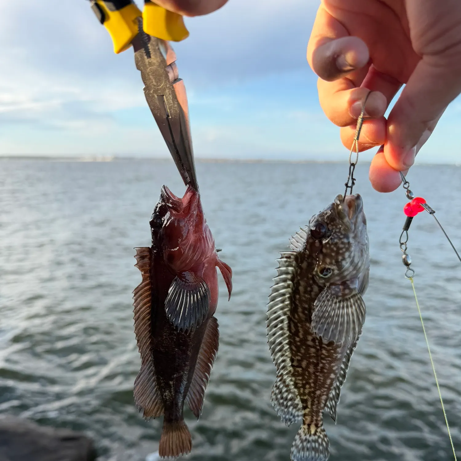 The most recent Oyster toadfish catches on Fishbrain
