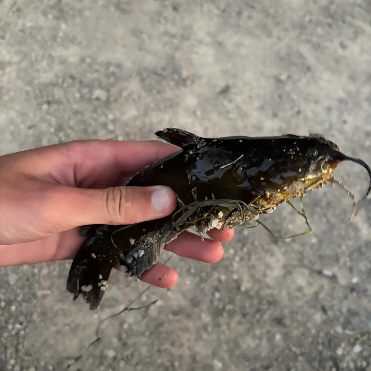 Black bullhead caught on Fishbrain