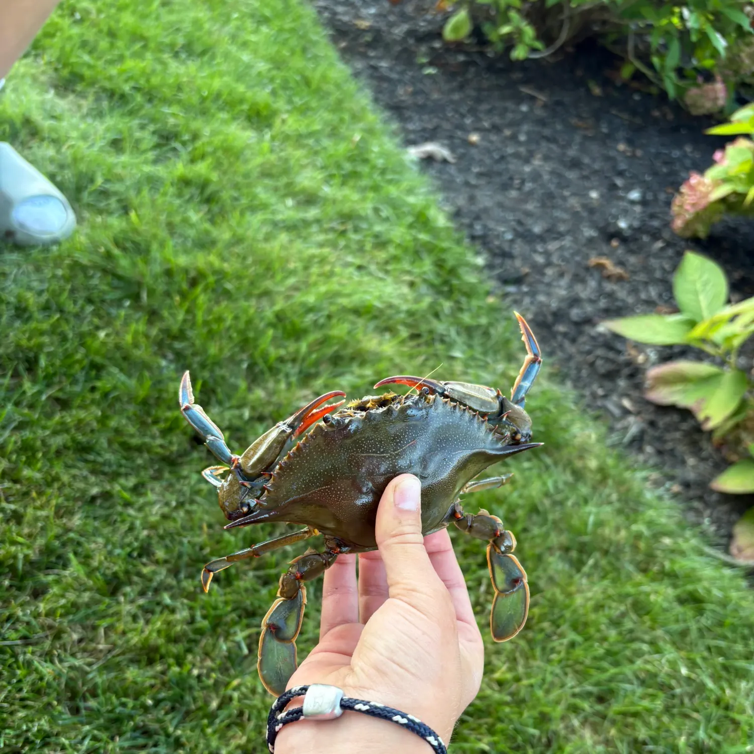 Blue crab caught on Fishbrain