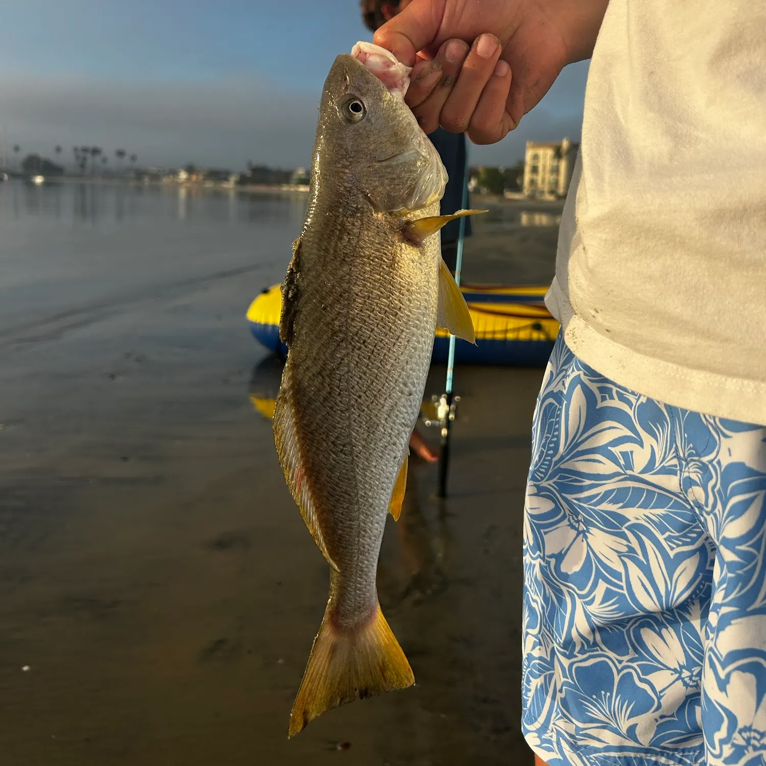 Yellowfin croaker caught on Fishbrain