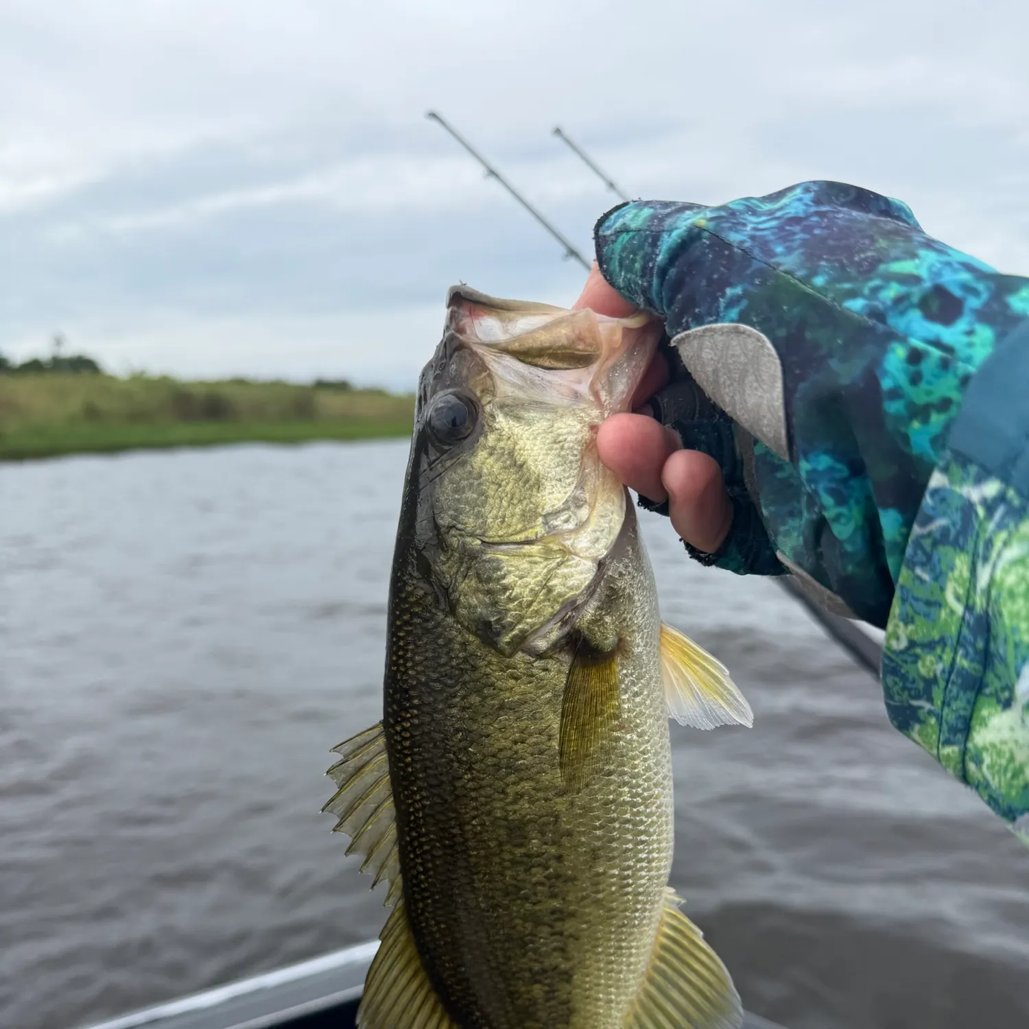 Florida bass caught on Fishbrain