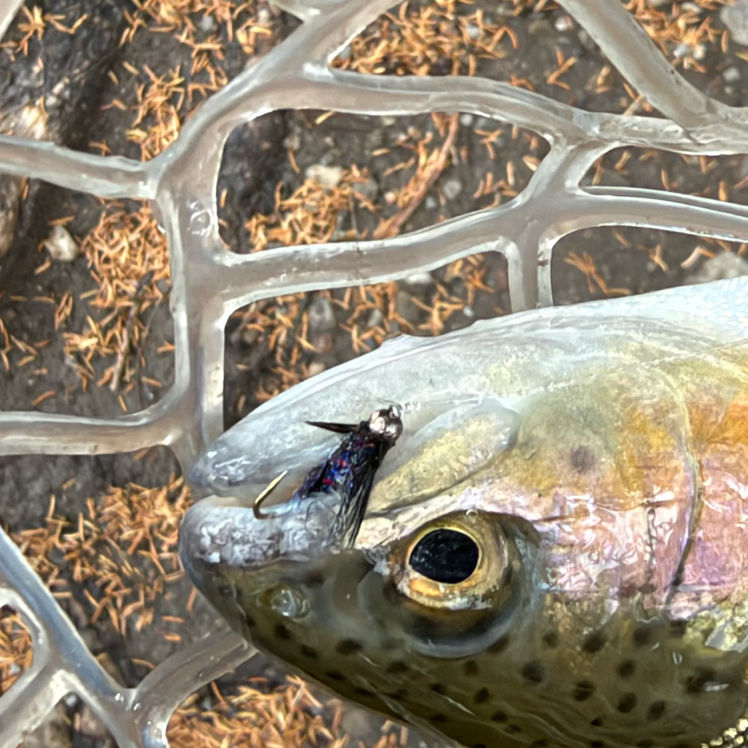 Rainbow trout caught on Fishbrain