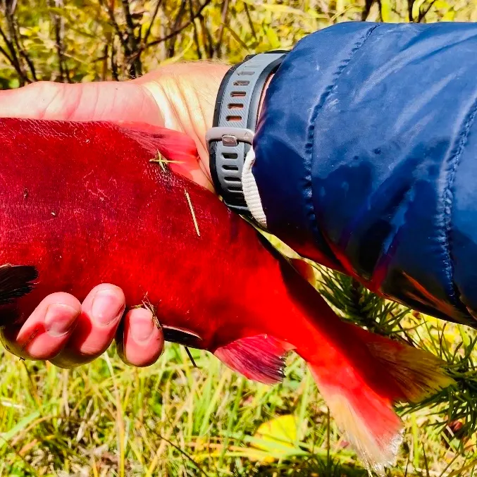 Kokanee salmon caught on Fishbrain