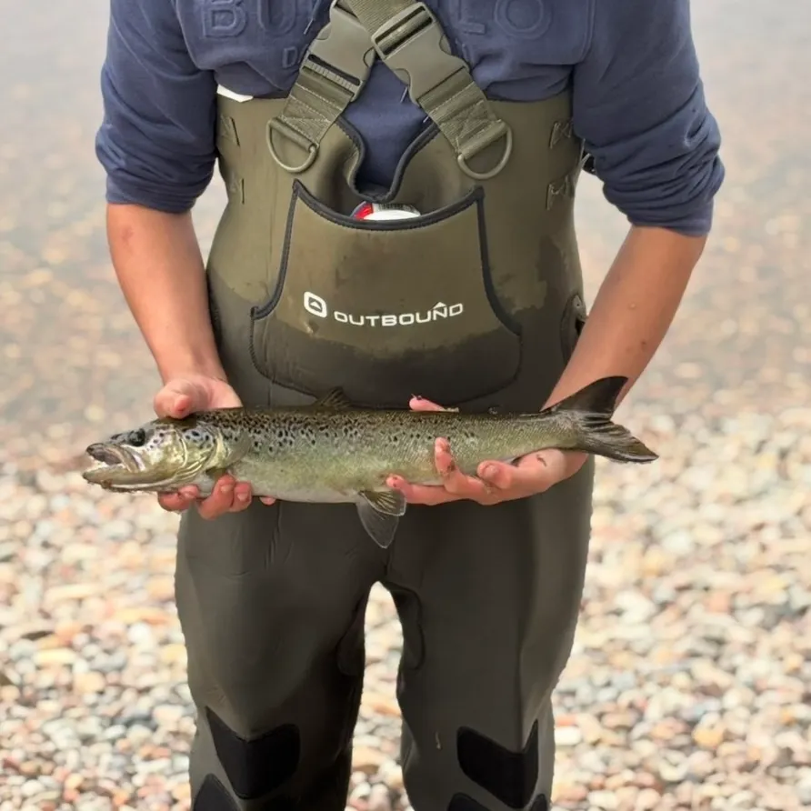 Landlocked atlantic salmon caught on Fishbrain
