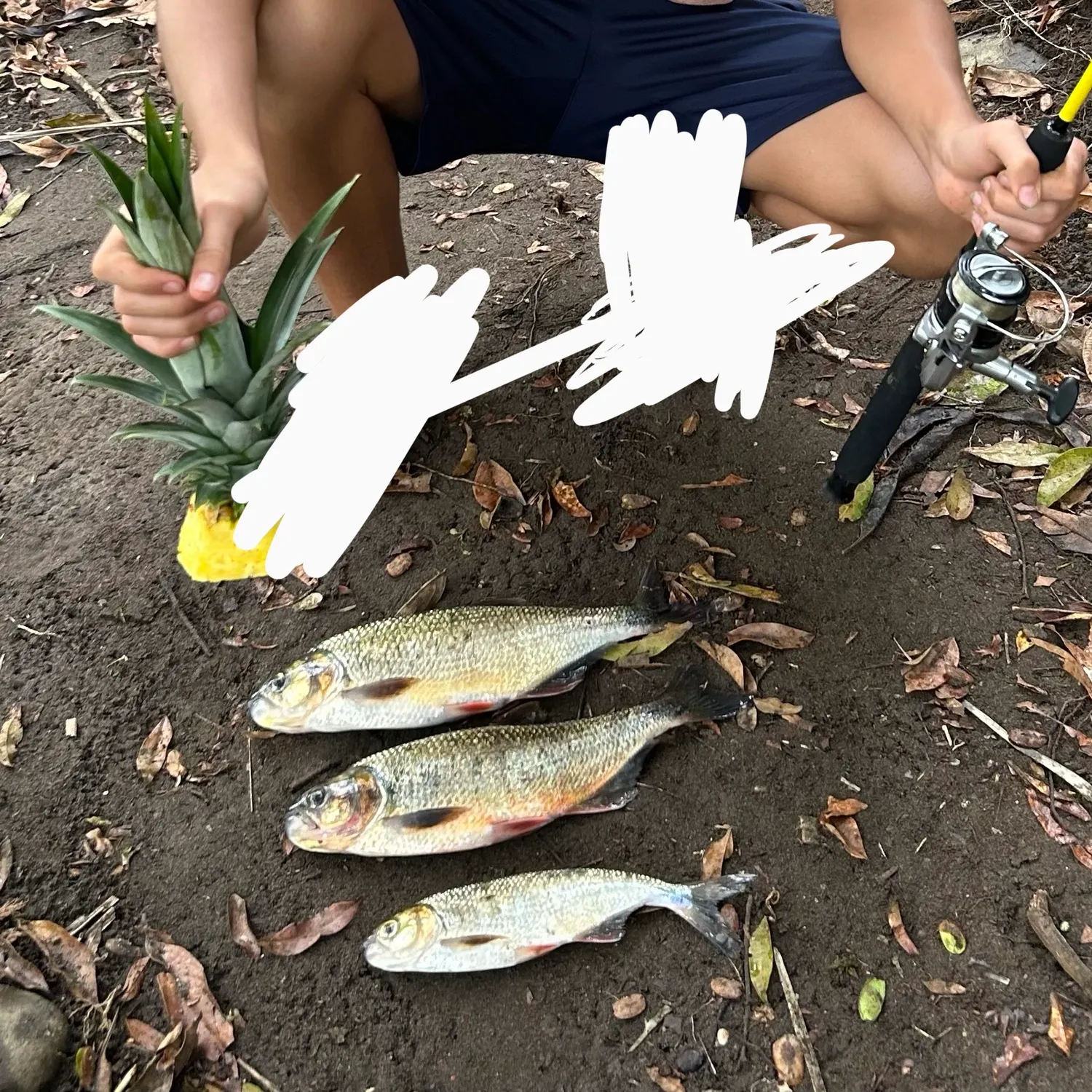 The most recent Machaca catches on Fishbrain