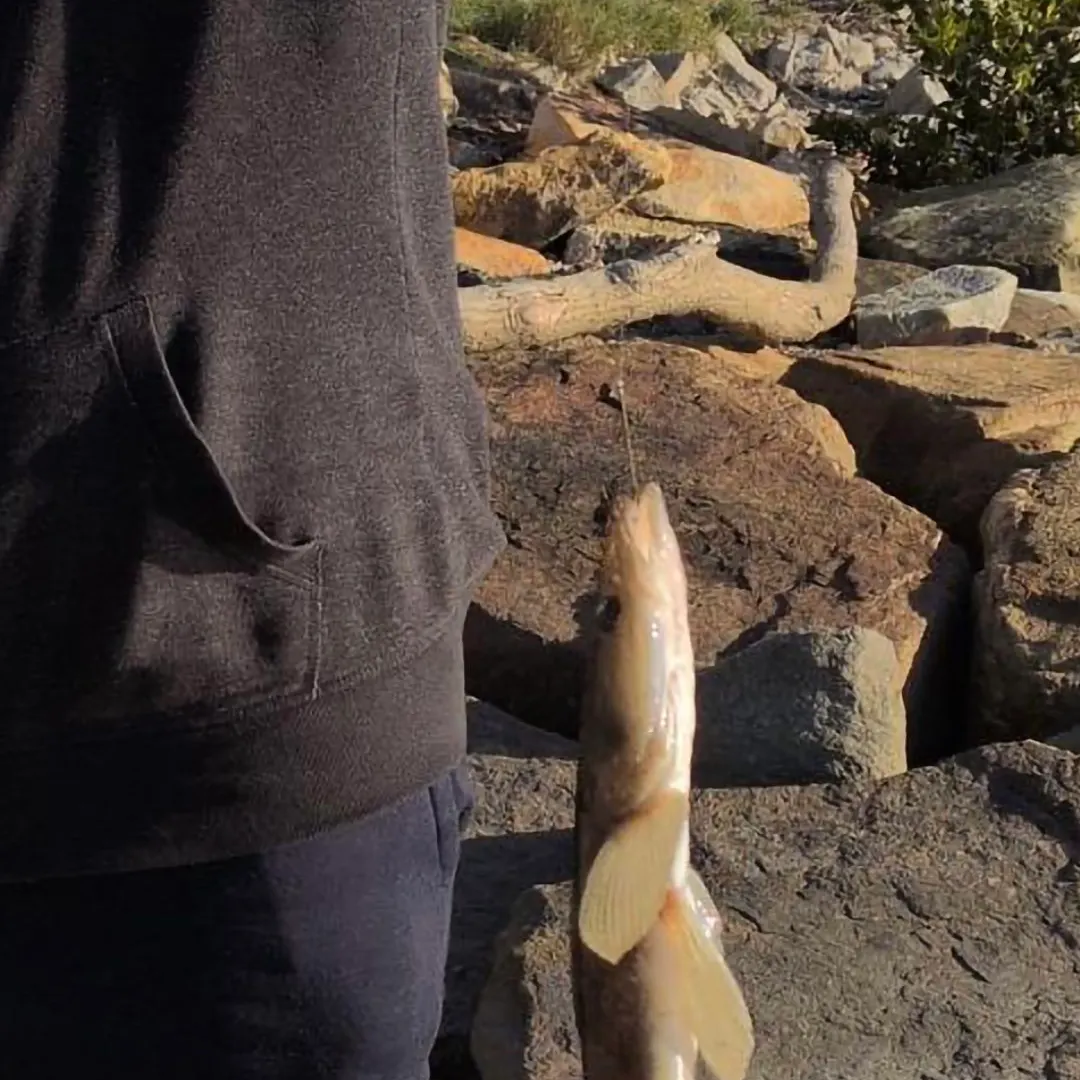 The most recent Dusky flathead catches on Fishbrain