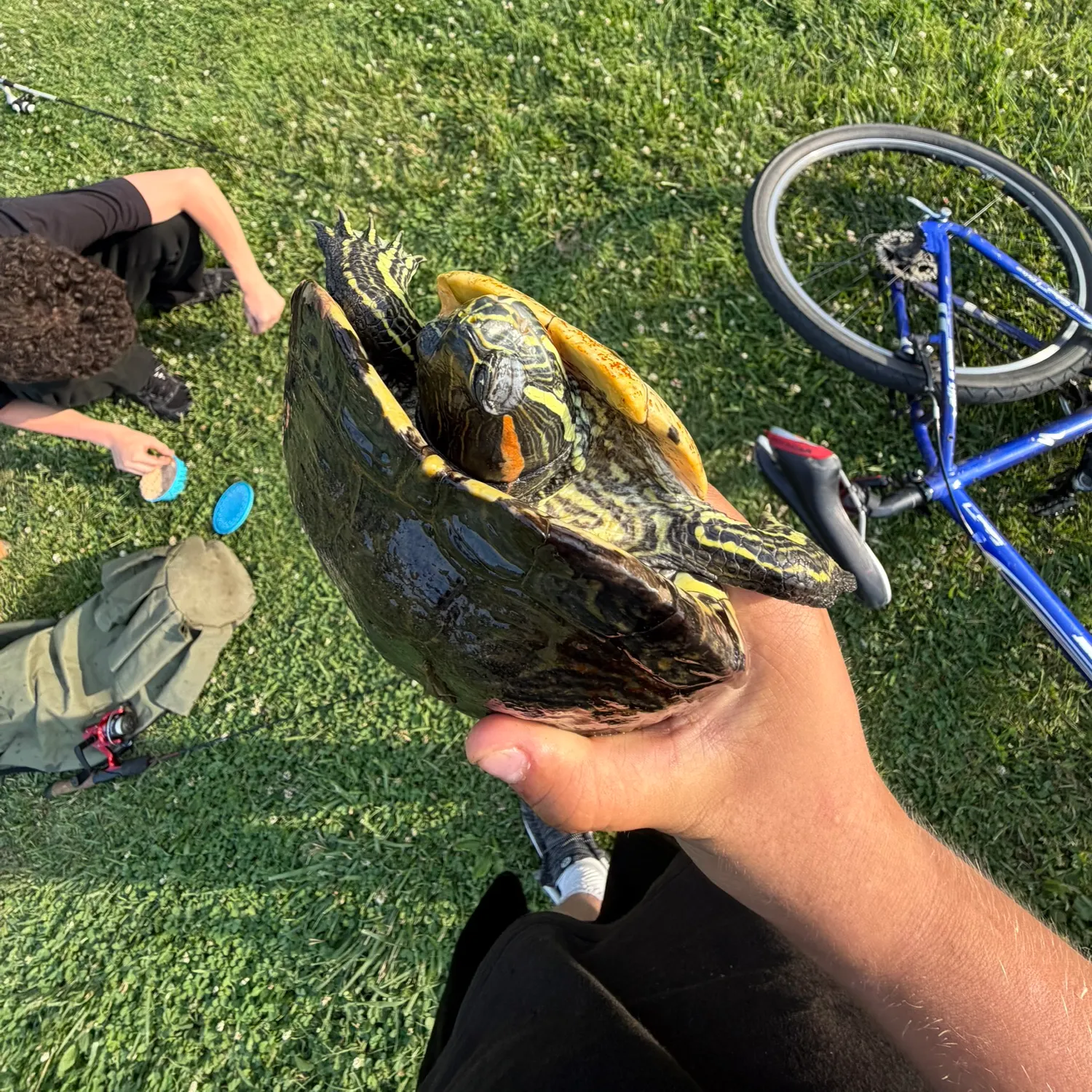 The most recent Pond slider turtle catches on Fishbrain