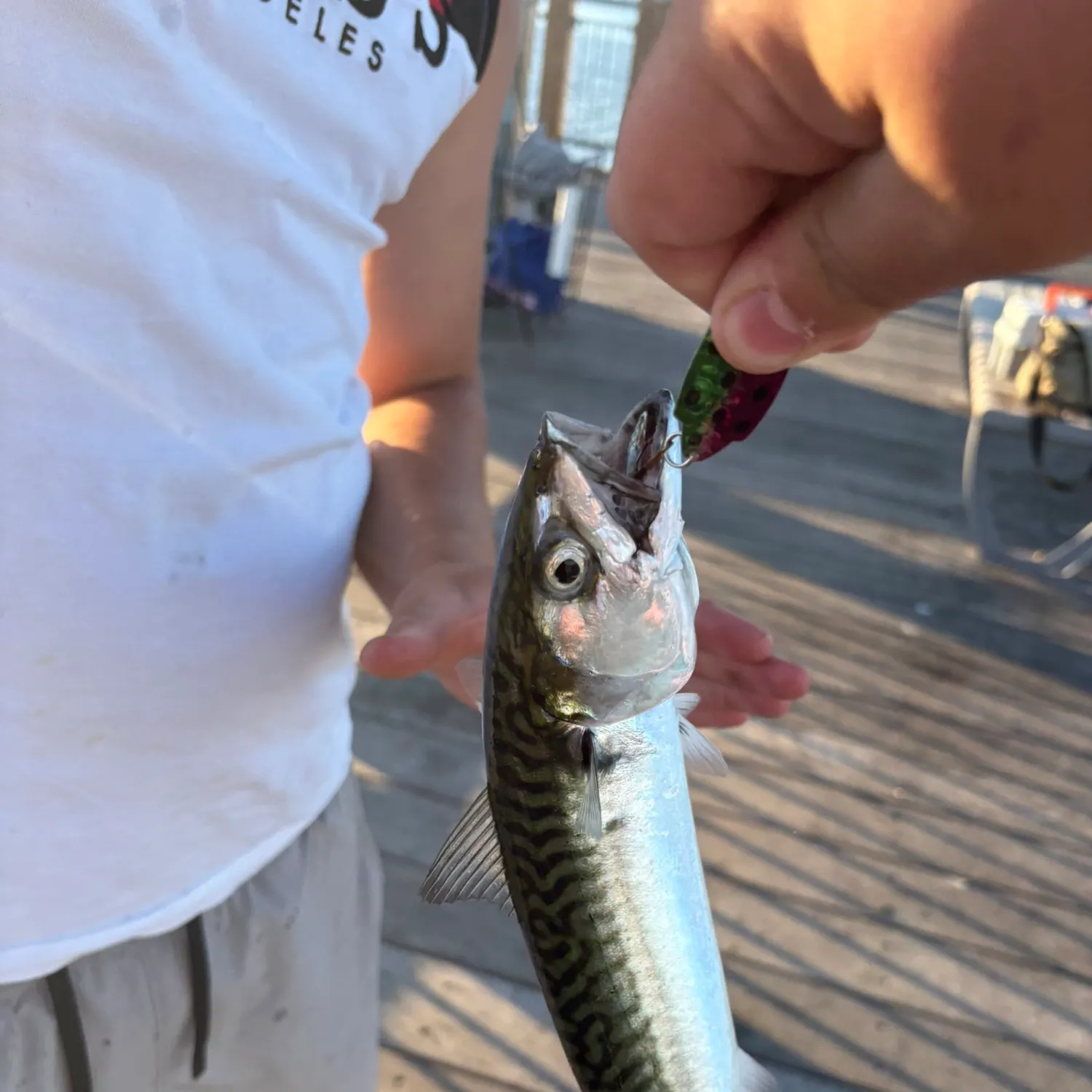 Atlantic mackerel caught on Fishbrain