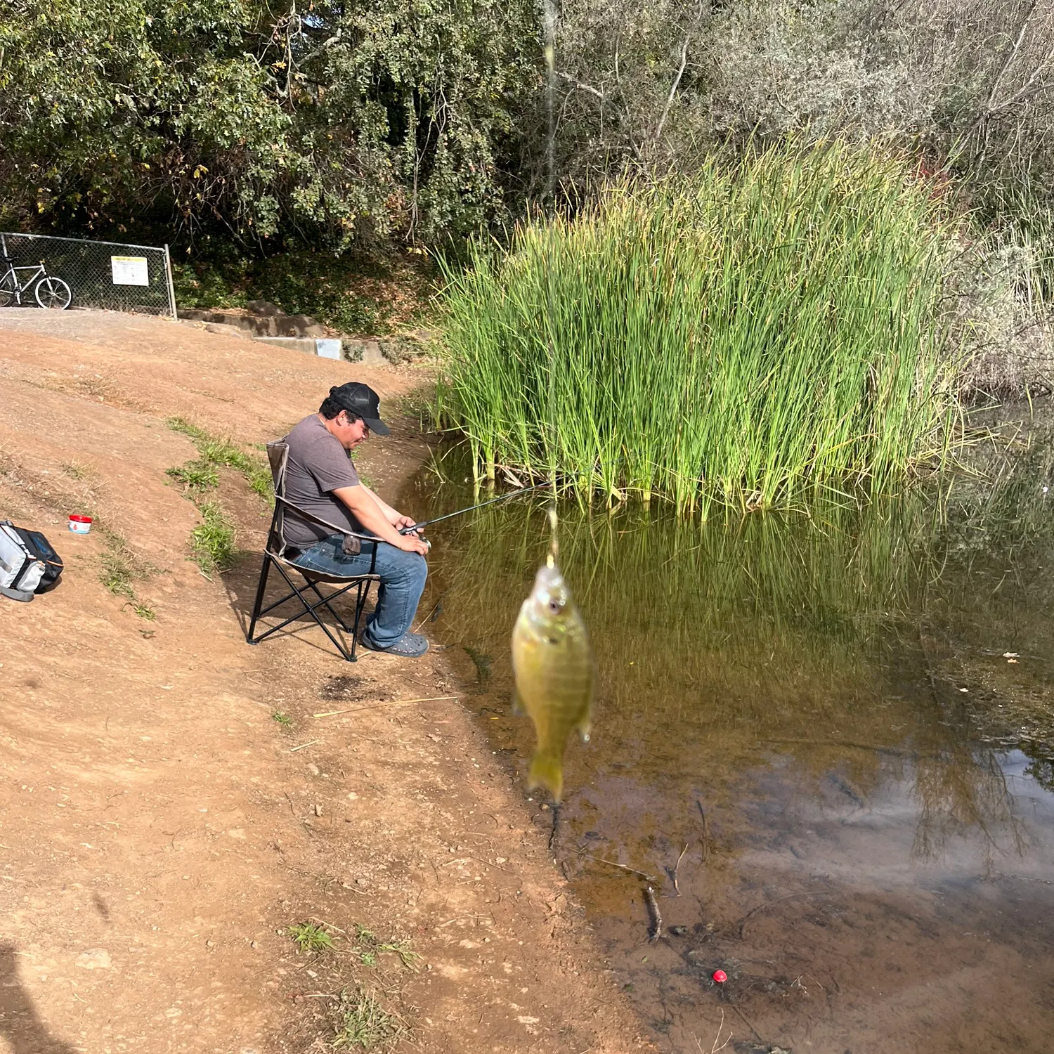 Bluegill caught on Fishbrain