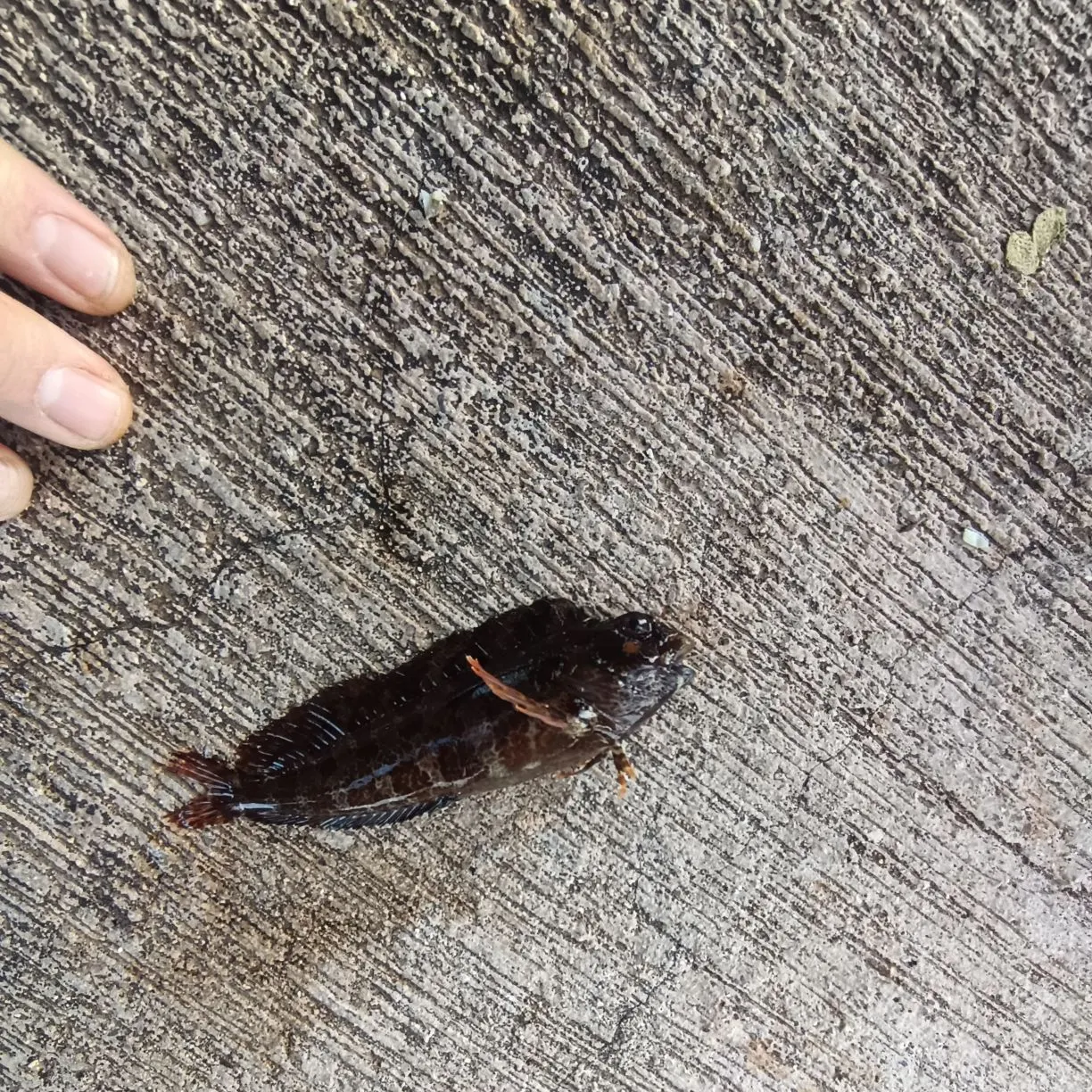 The most recent Black goby catches on Fishbrain