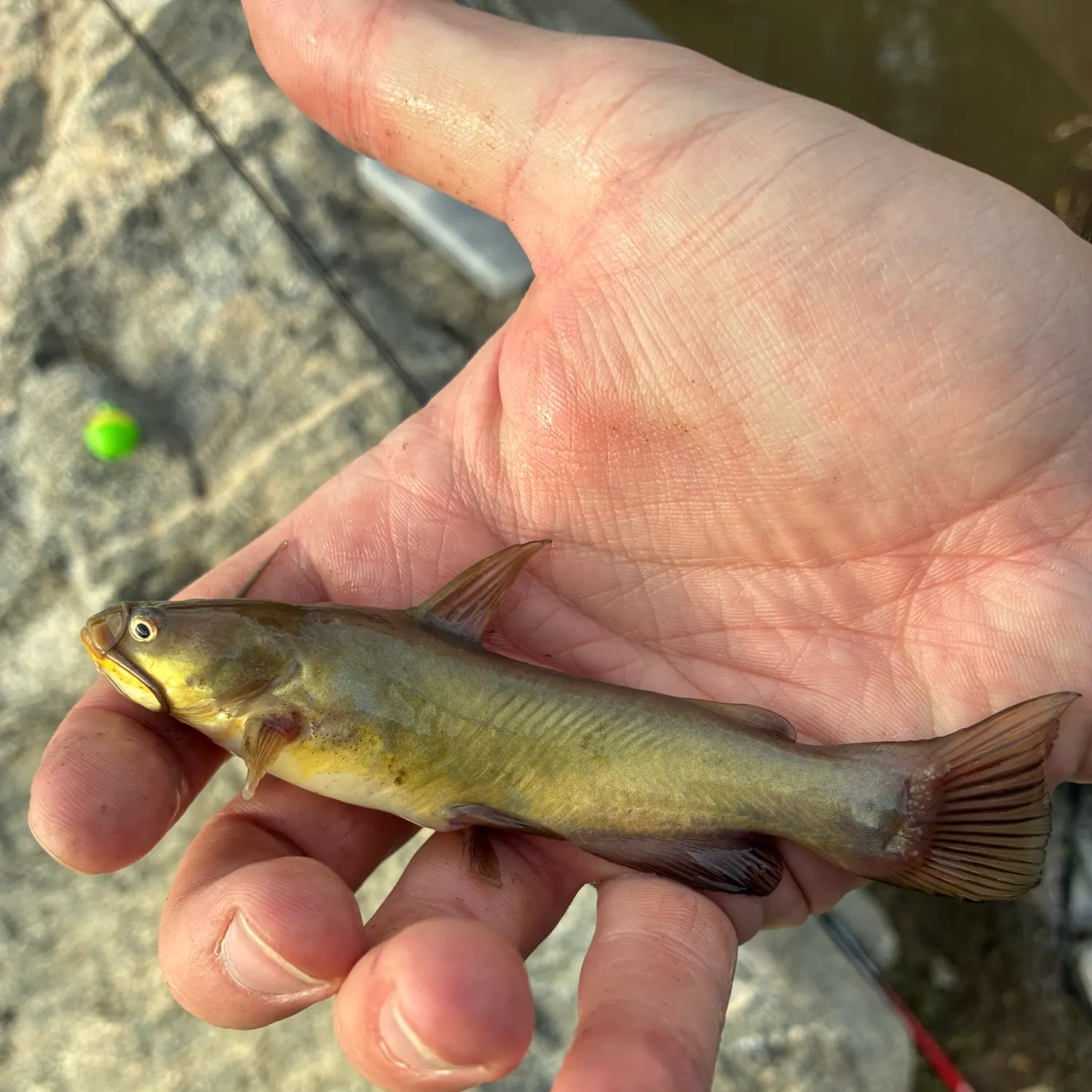 Yellow bullhead caught on Fishbrain