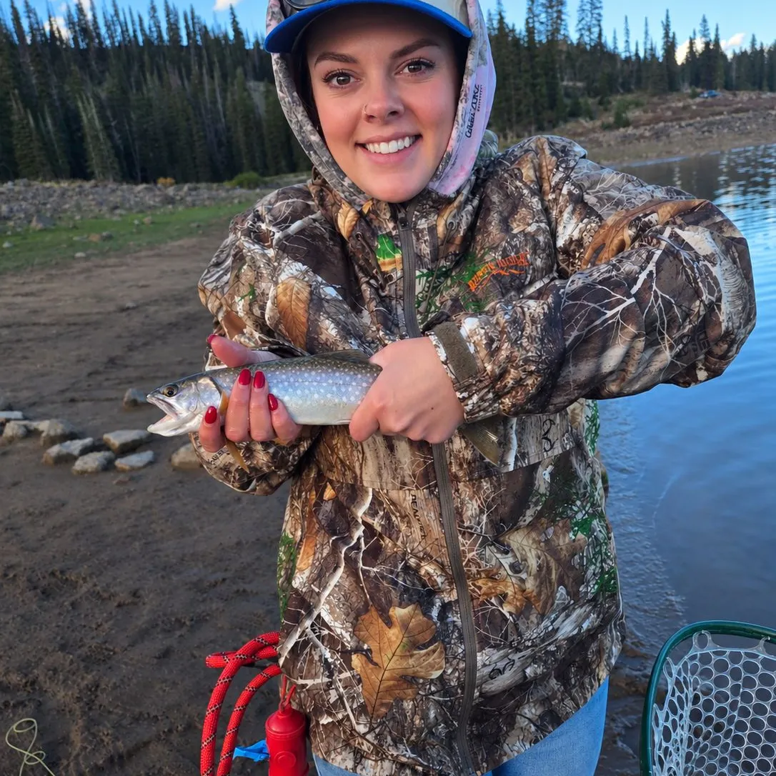 Splake caught on Fishbrain