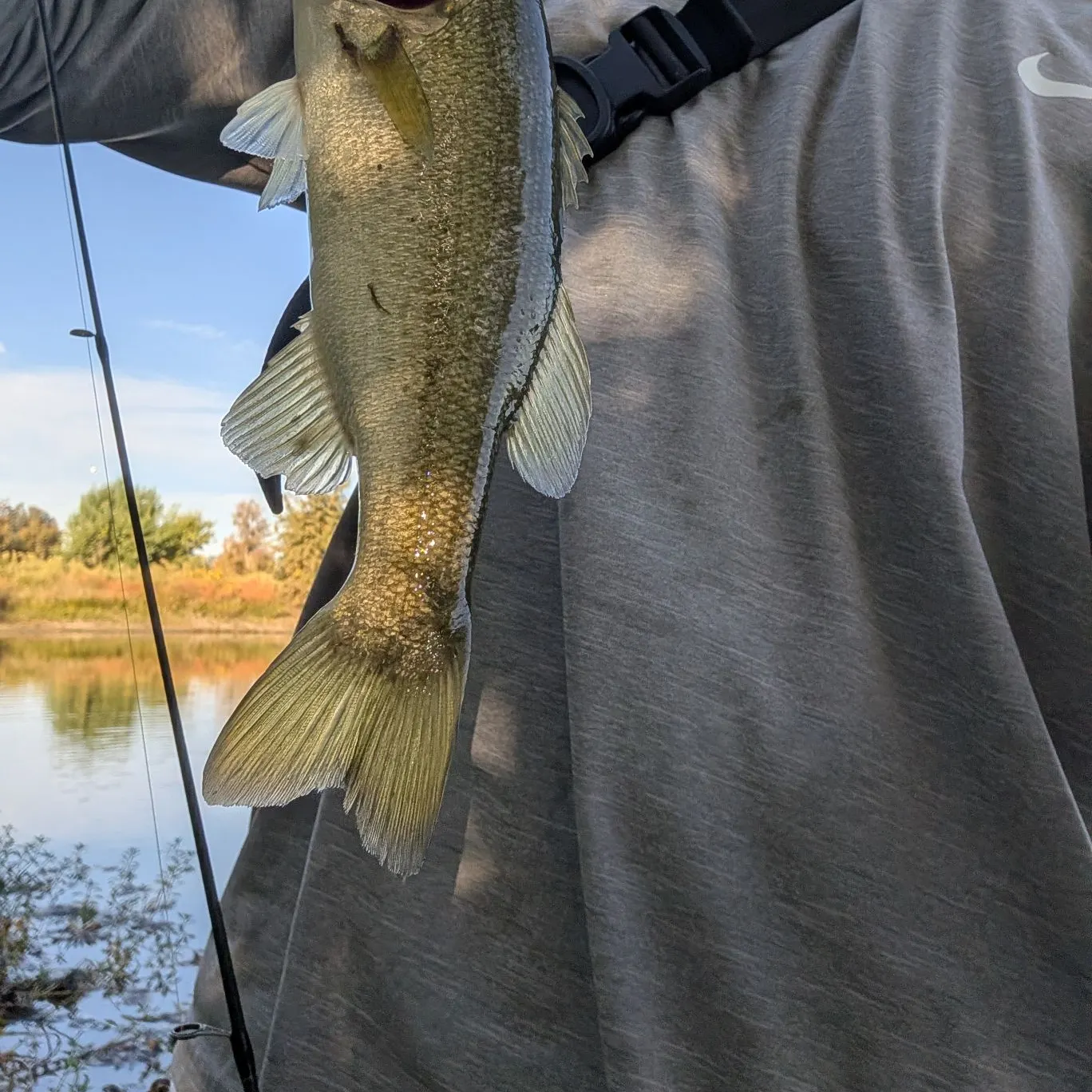 Largemouth bass caught on Fishbrain