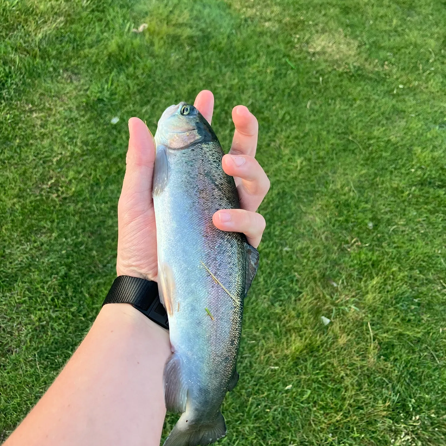 Rainbow trout caught on Fishbrain