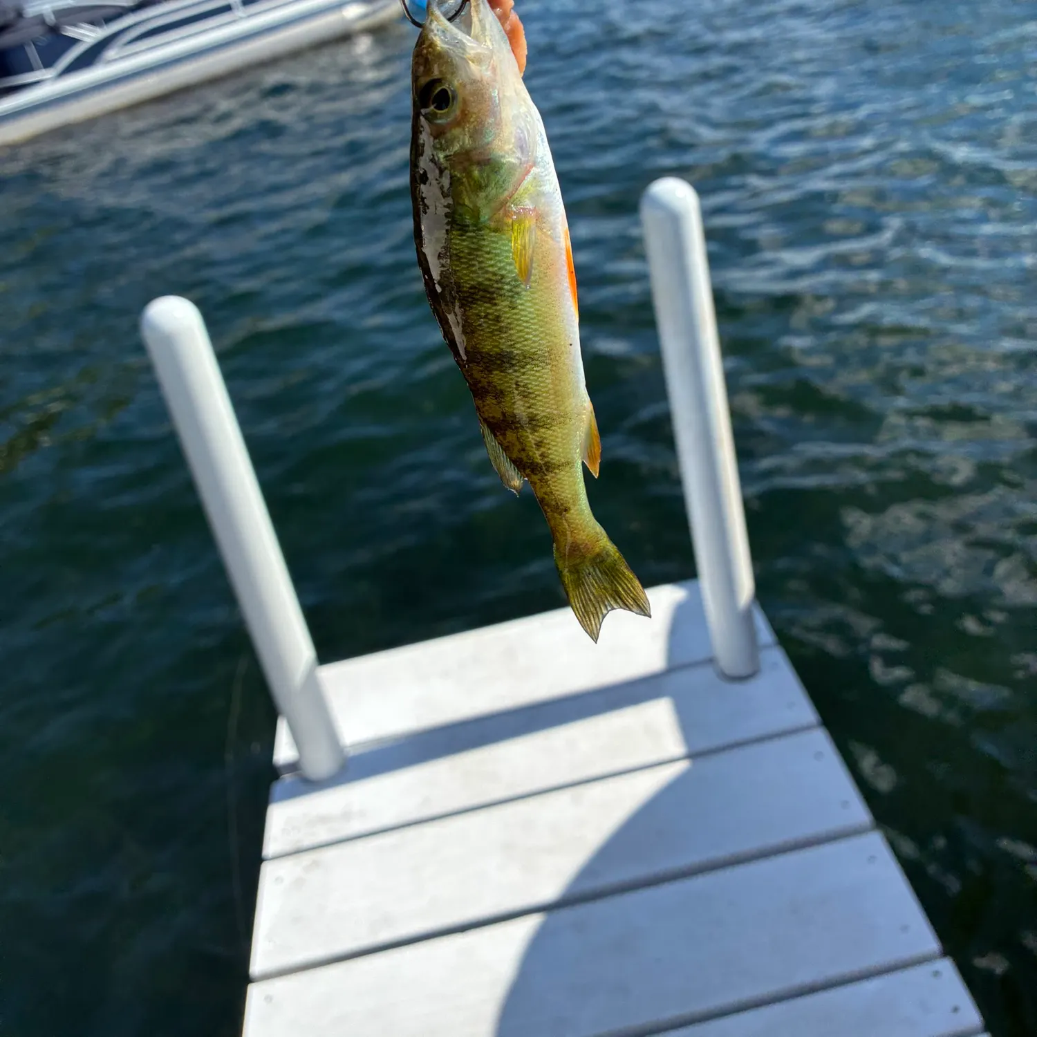 Yellow perch caught on Fishbrain