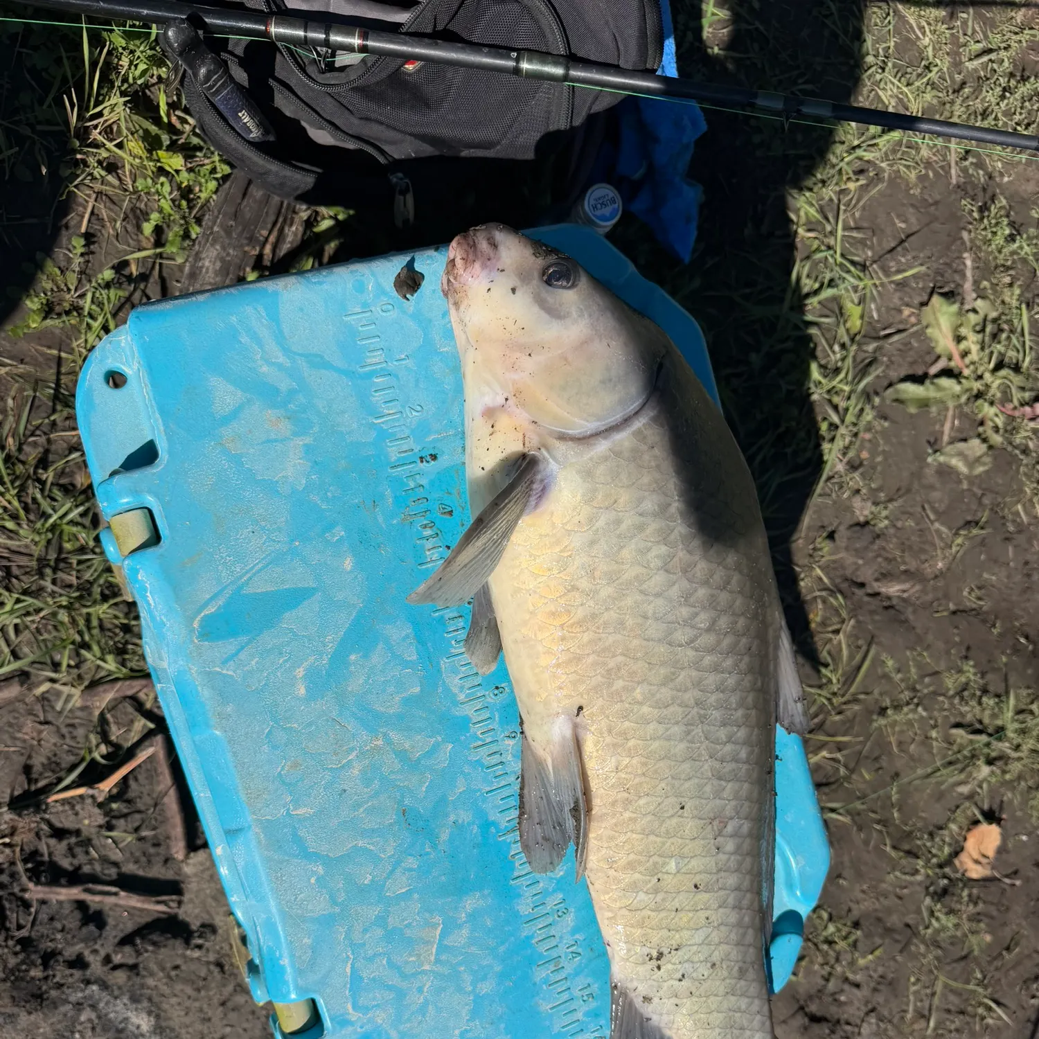 Black buffalo caught on Fishbrain