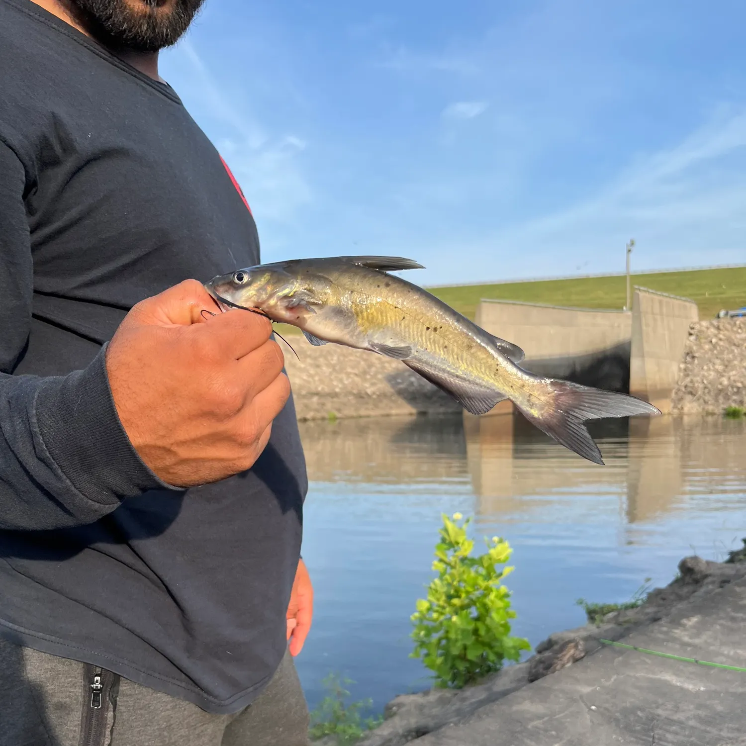 Channel catfish caught on Fishbrain