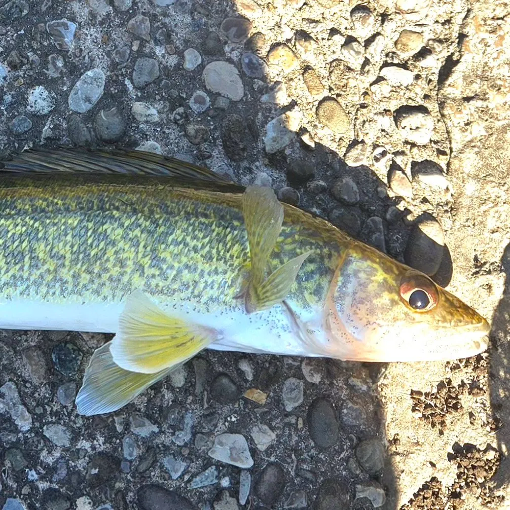 Walleye caught on Fishbrain