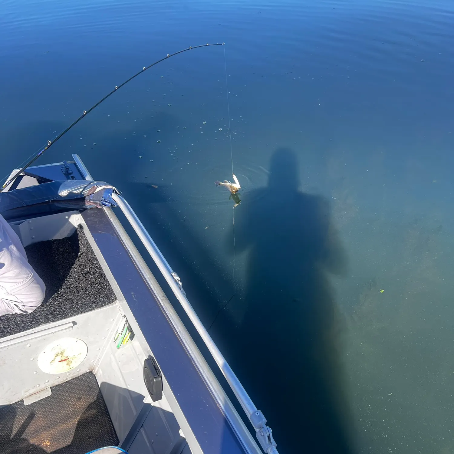 The most recent Kelberi peacock bass catches on Fishbrain