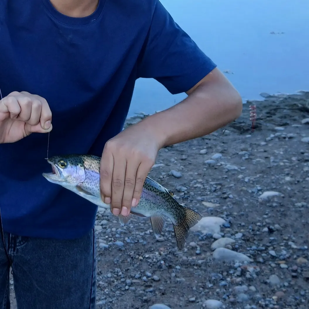 Rainbow trout caught on Fishbrain