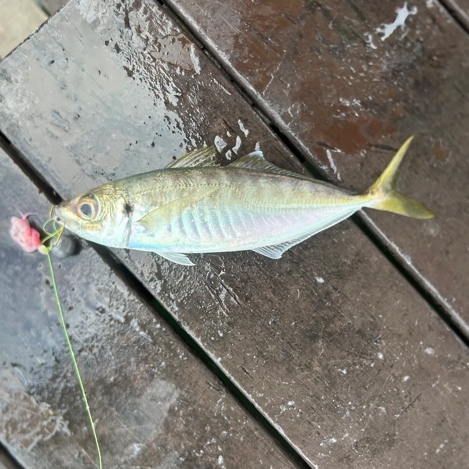 Yellowtail scad caught on Fishbrain