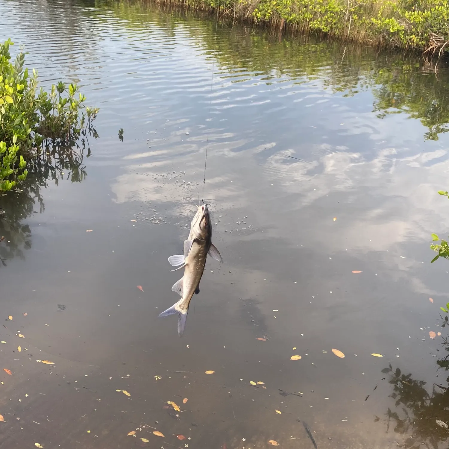 catch