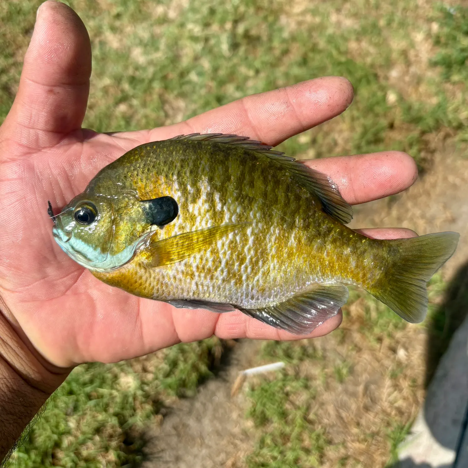 Bluegill caught on Fishbrain