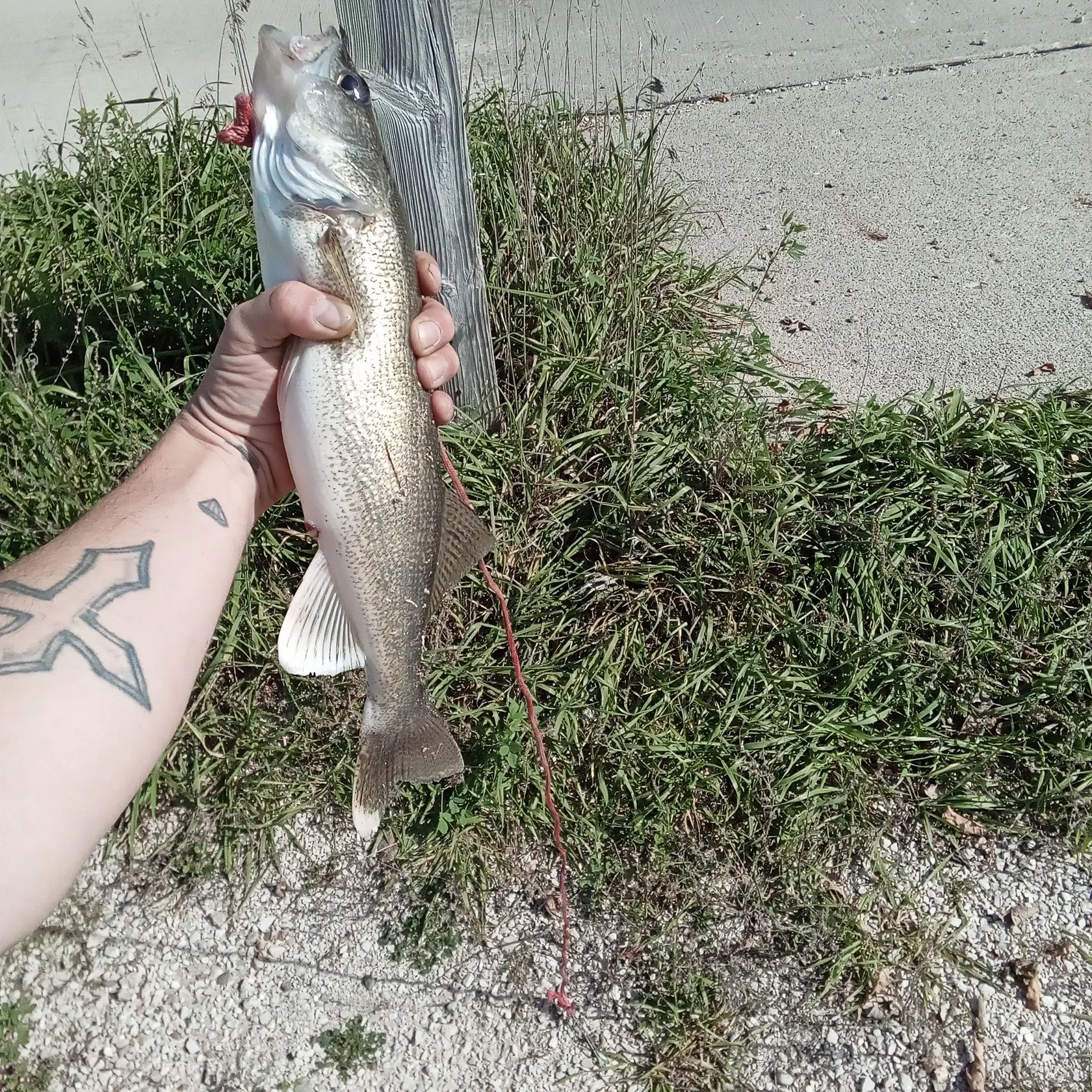 Walleye caught on Fishbrain