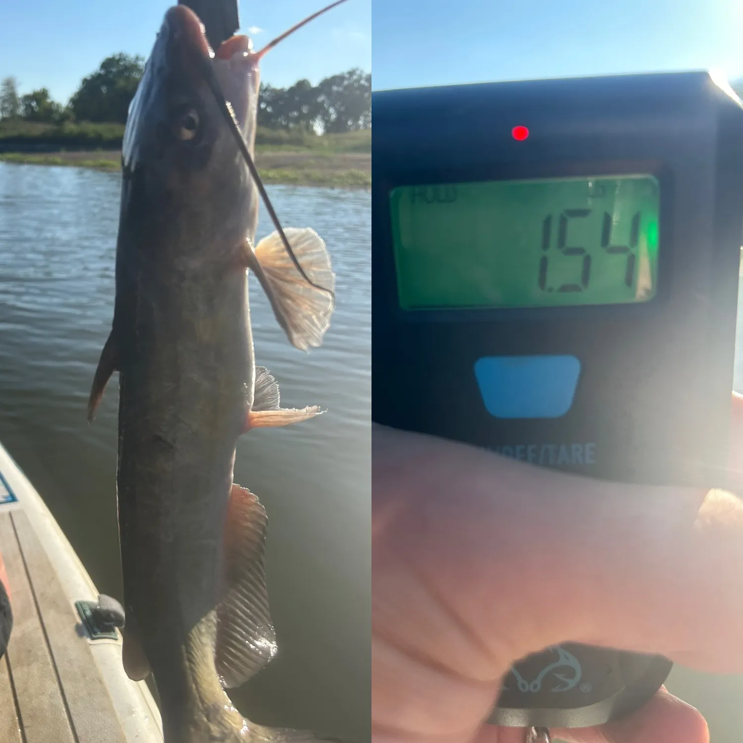 Channel catfish caught on Fishbrain