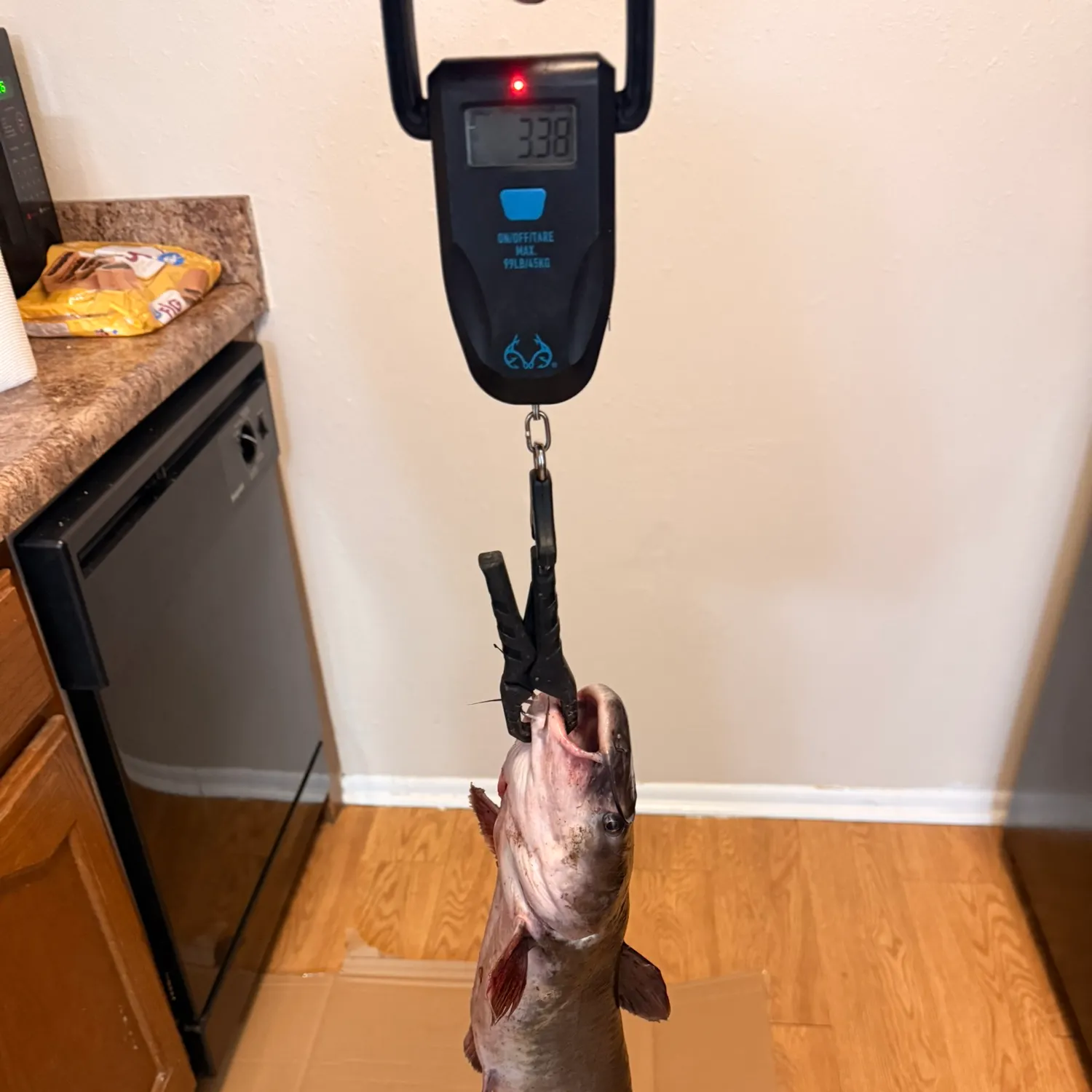 Channel catfish caught on Fishbrain