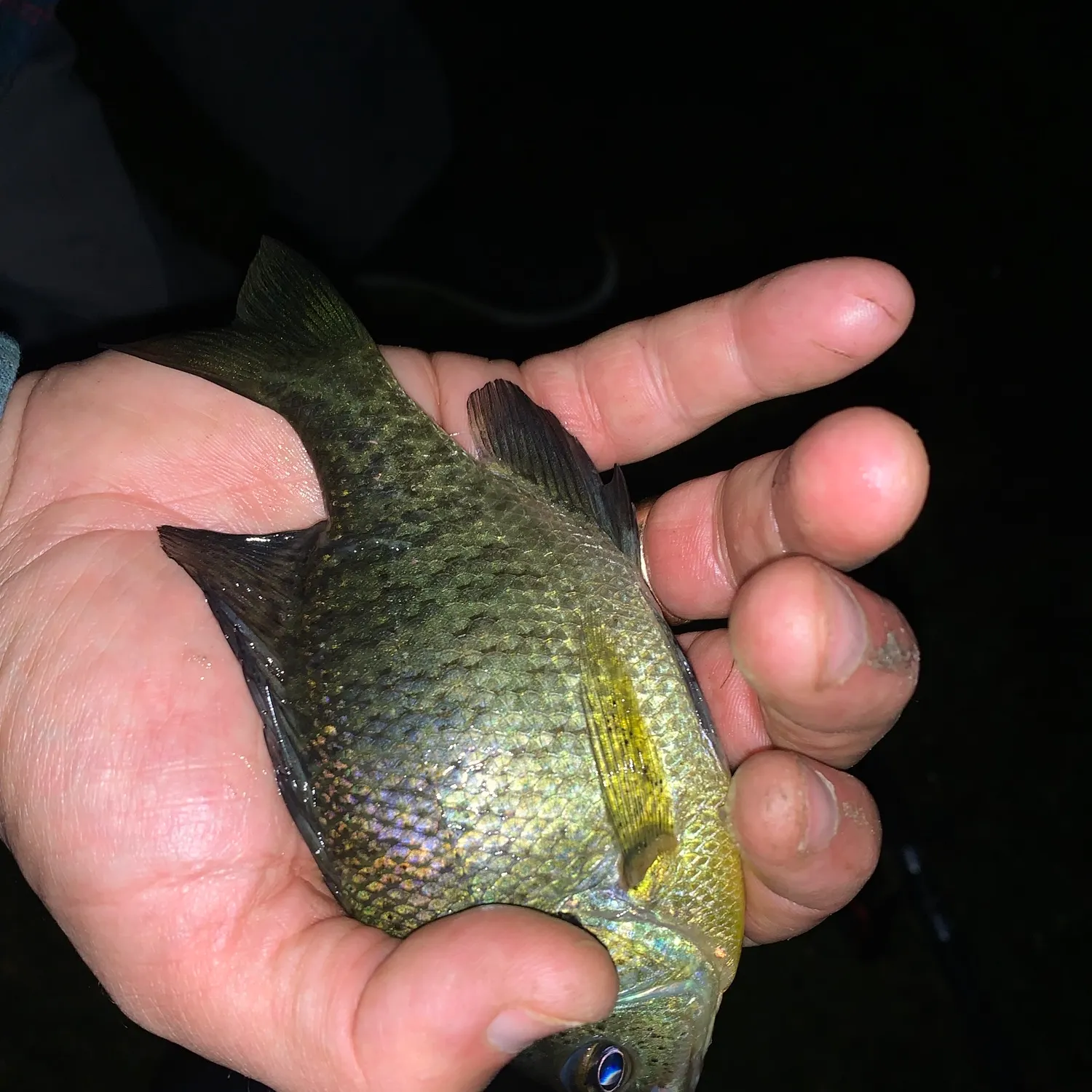 Bluegill caught on Fishbrain