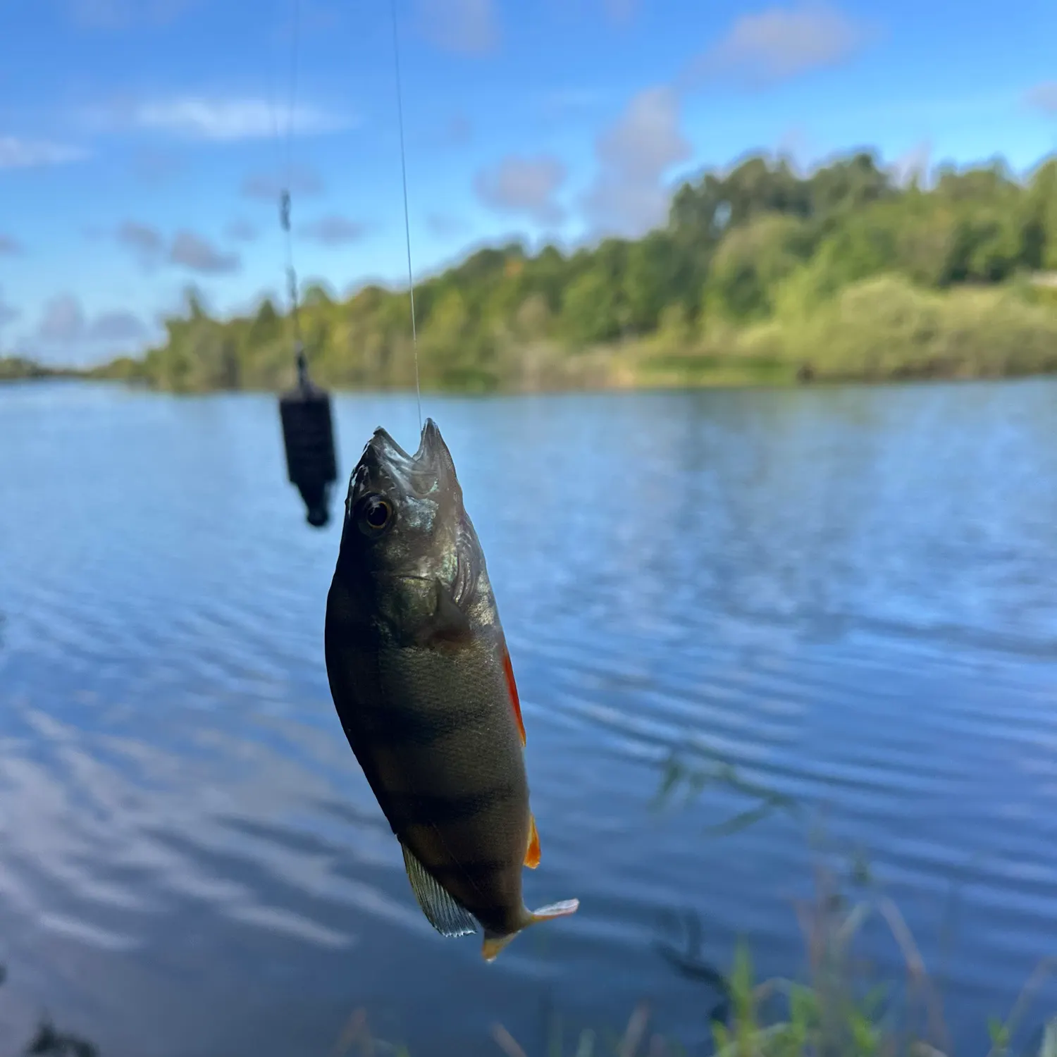 Fish caught on Fishbrain