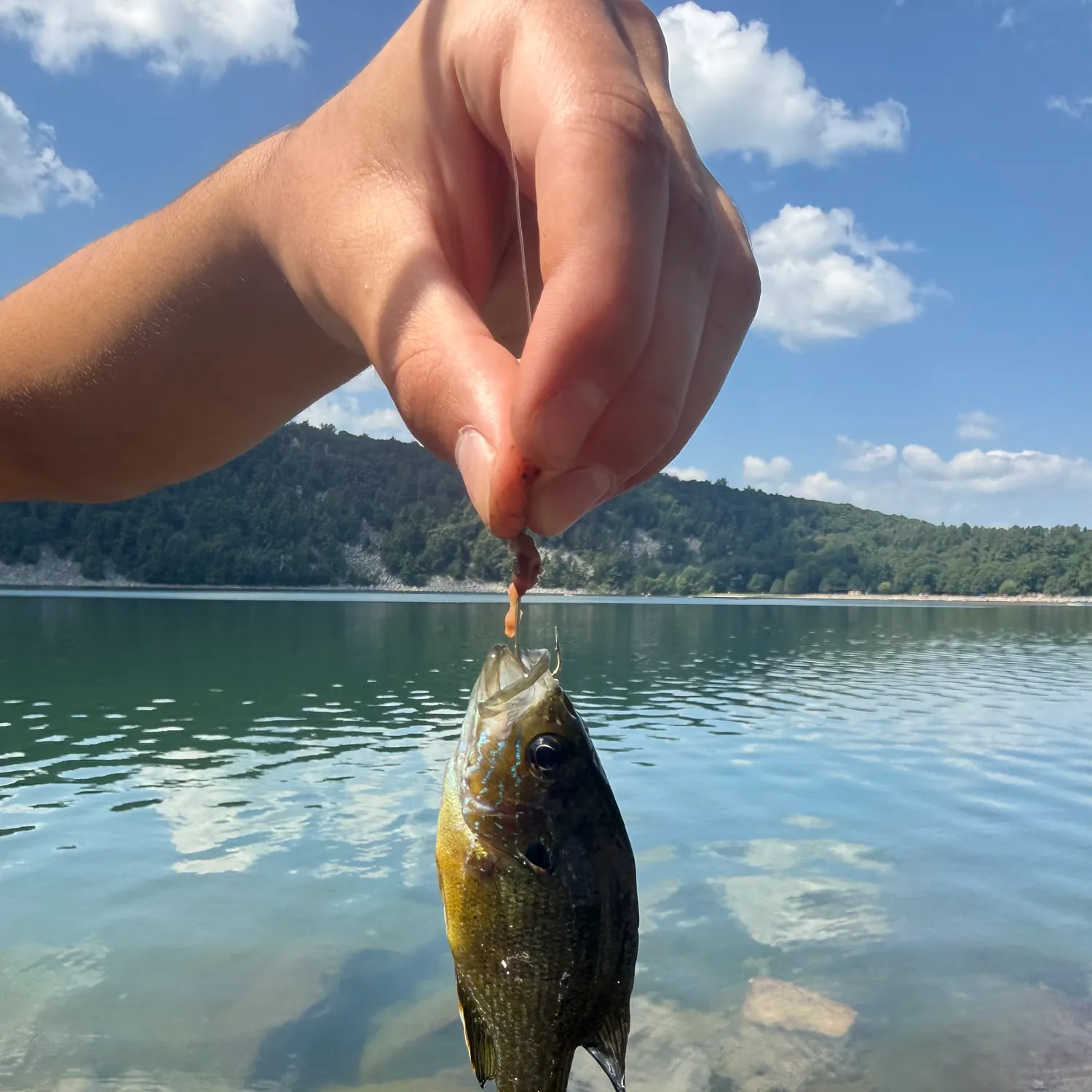 Green sunfish caught on Fishbrain