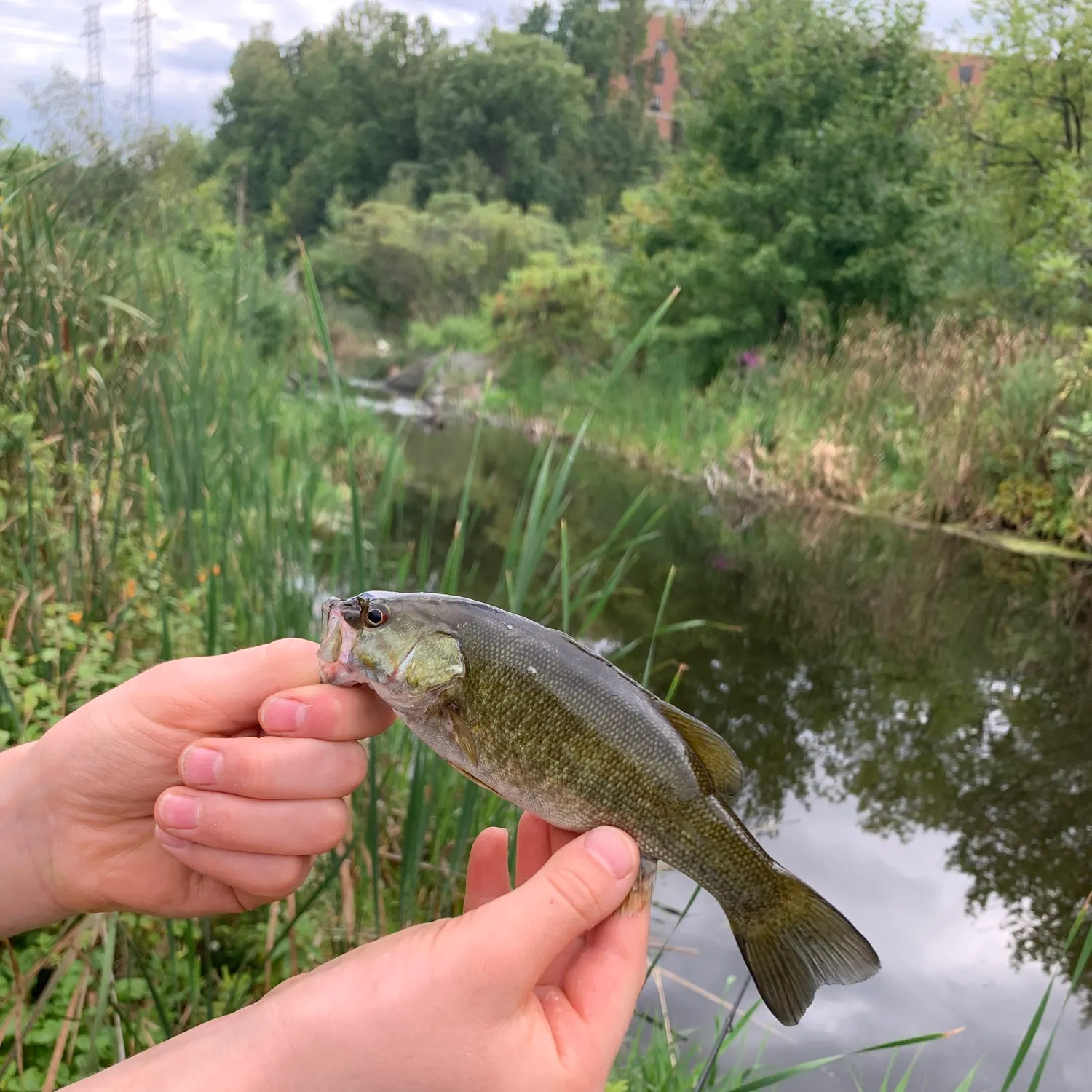 Smallmouth bass caught on Fishbrain