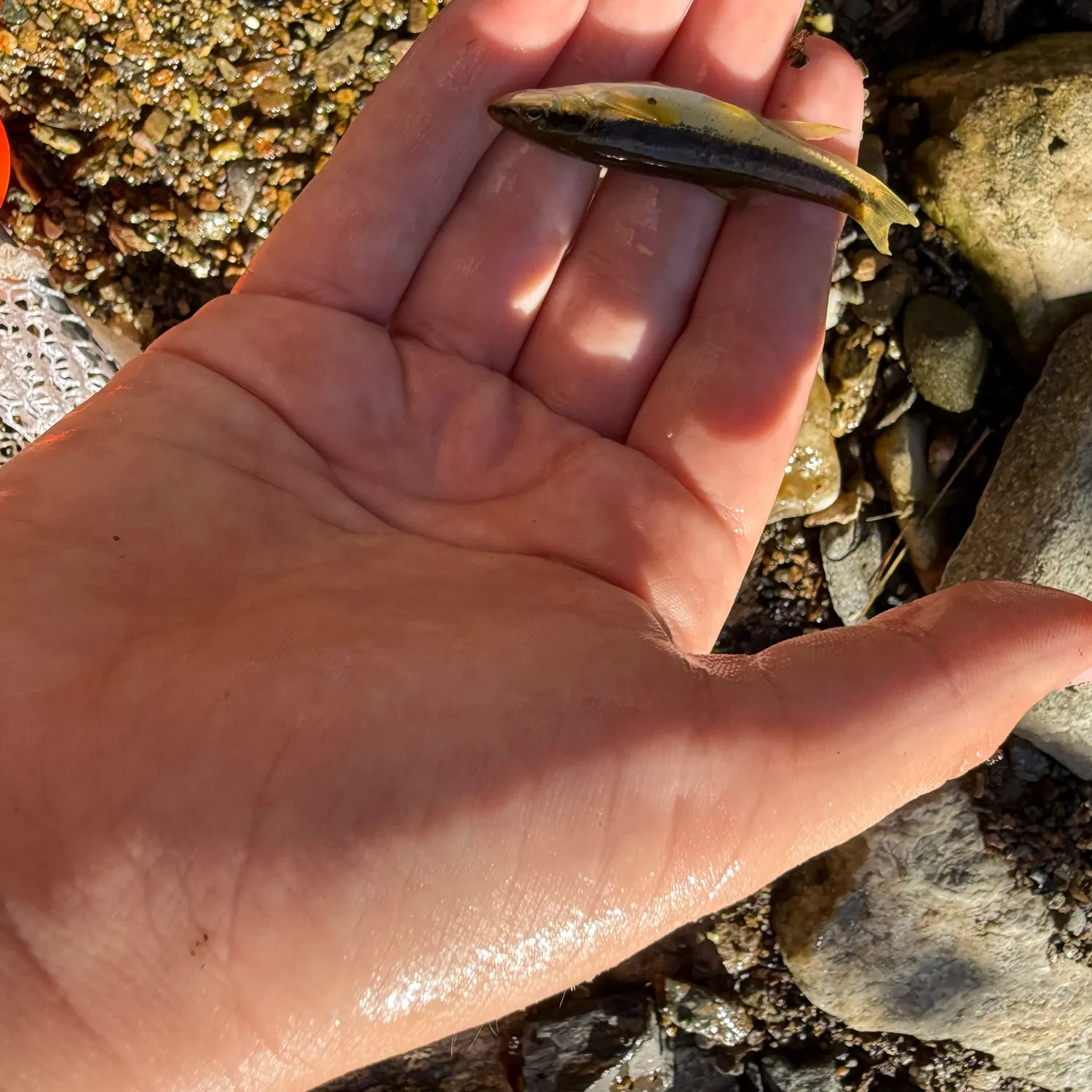 Eastern blacknose dace caught on Fishbrain