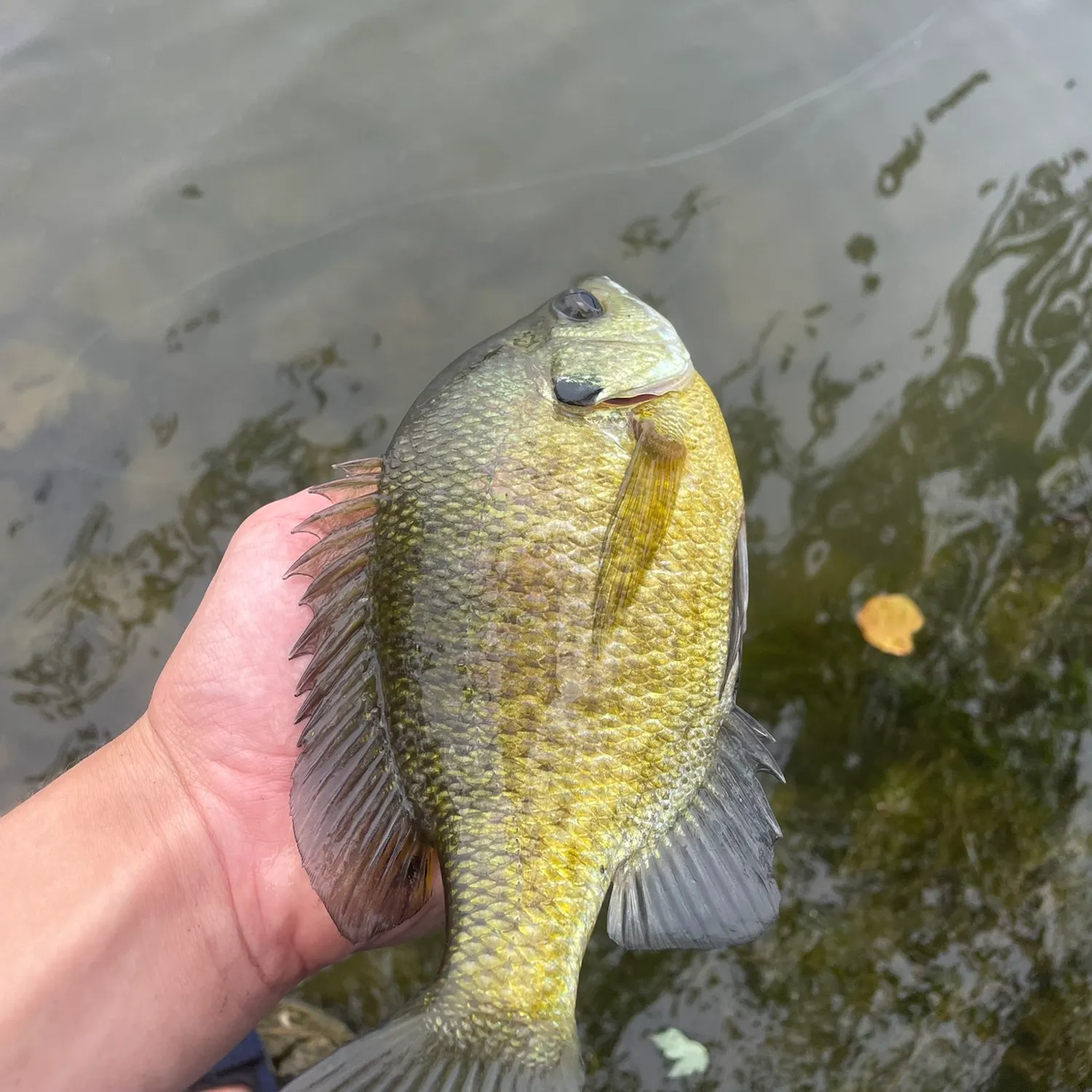 Bluegill caught on Fishbrain