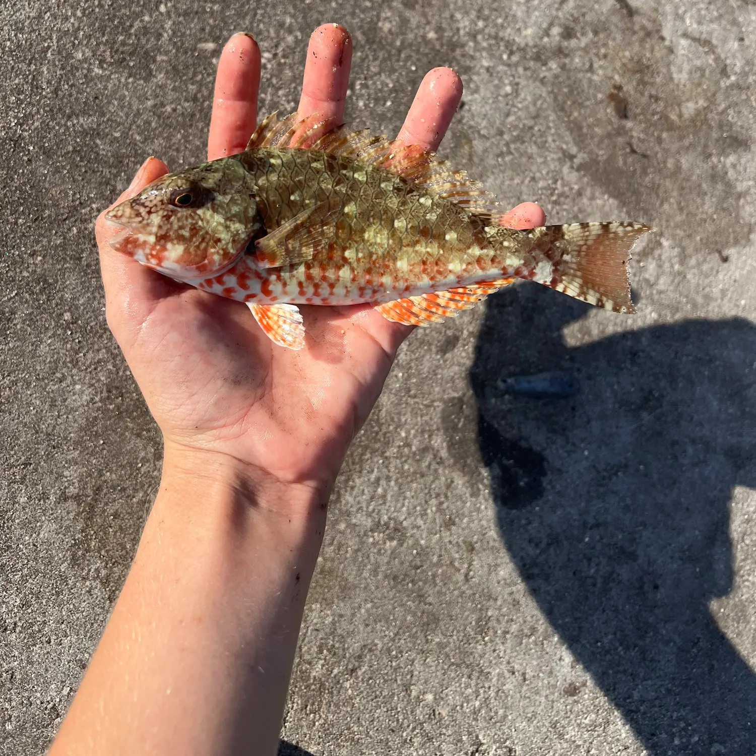 The most recent Redtail parrotfish catches on Fishbrain