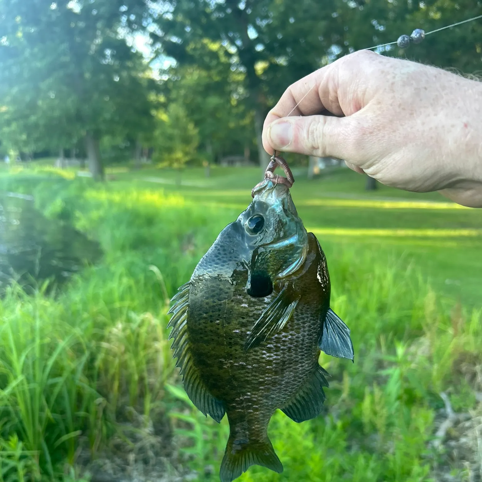 catch