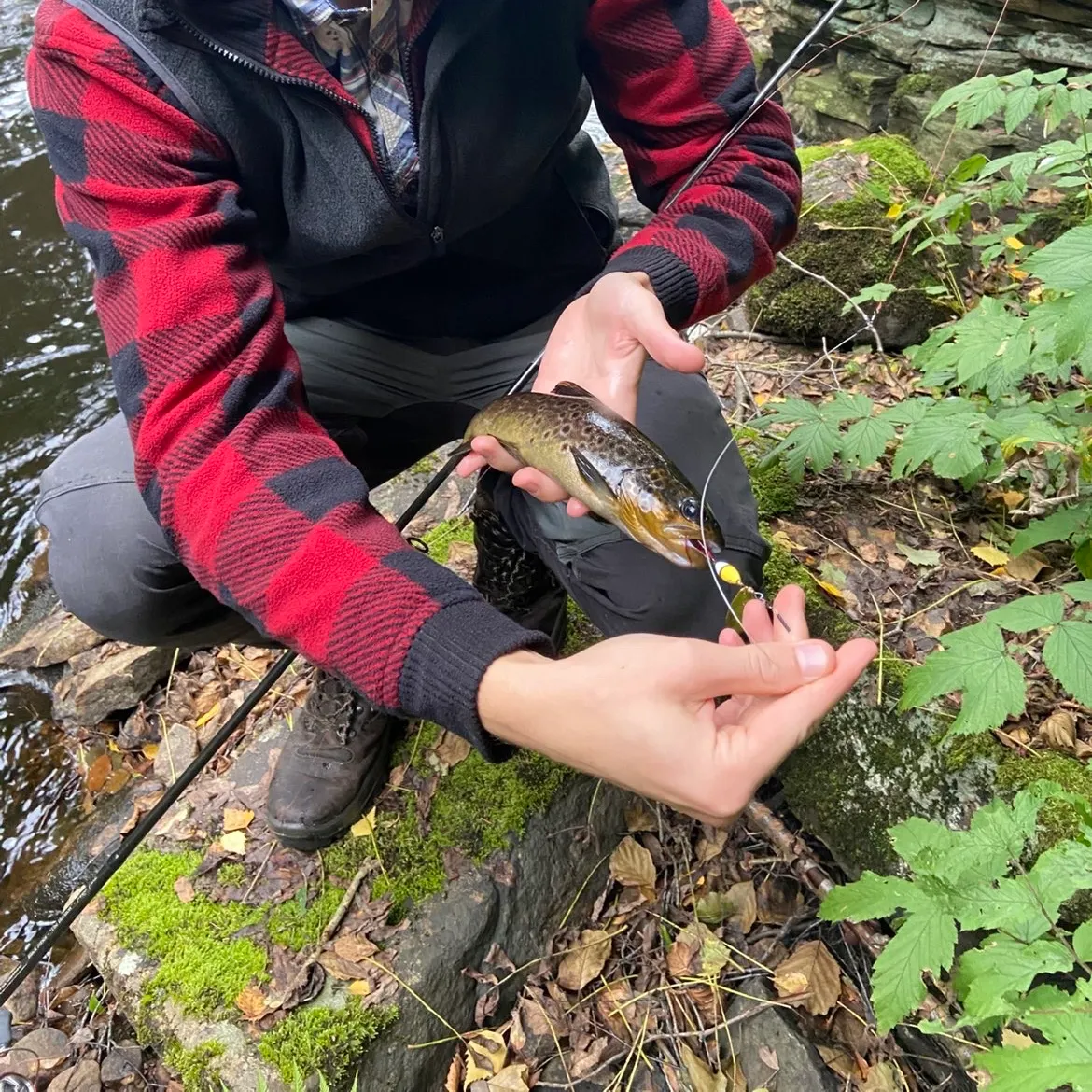 Lake trout caught on Fishbrain