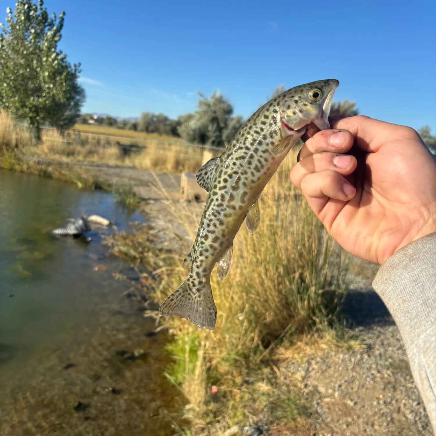 Tiger trout caught on Fishbrain