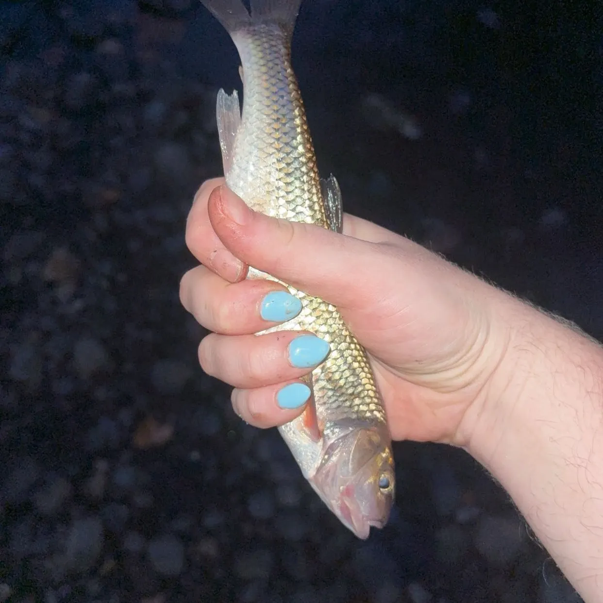 Fallfish caught on Fishbrain