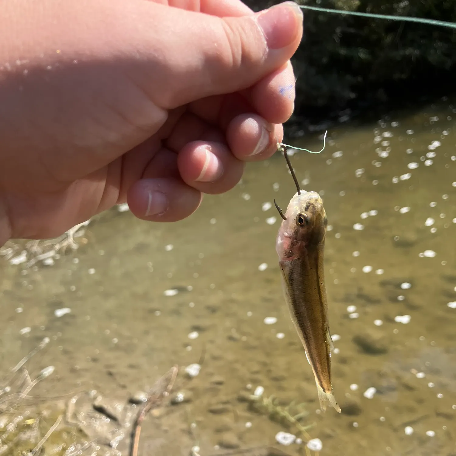 Creek chub caught on Fishbrain