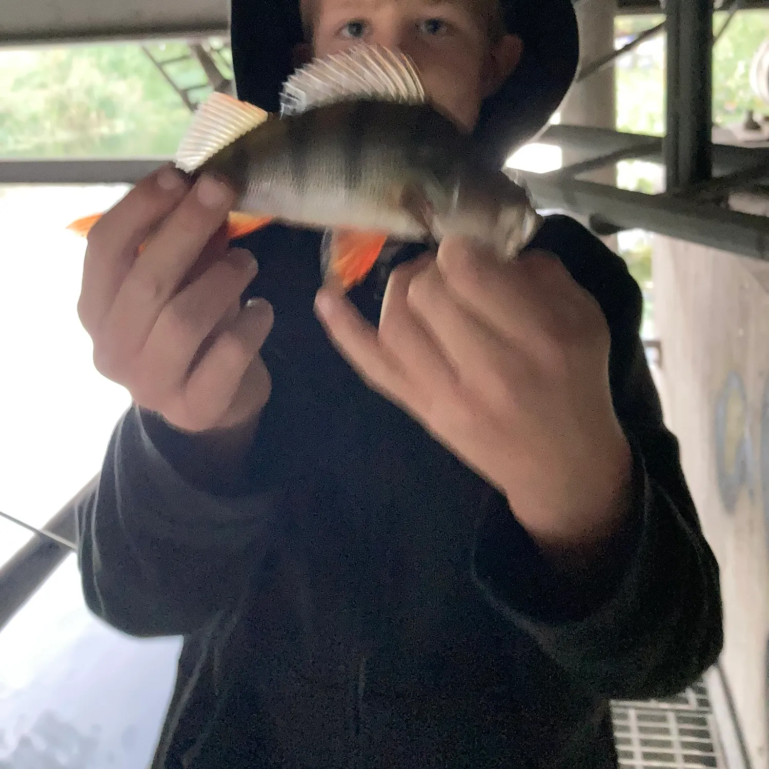 European perch caught on Fishbrain