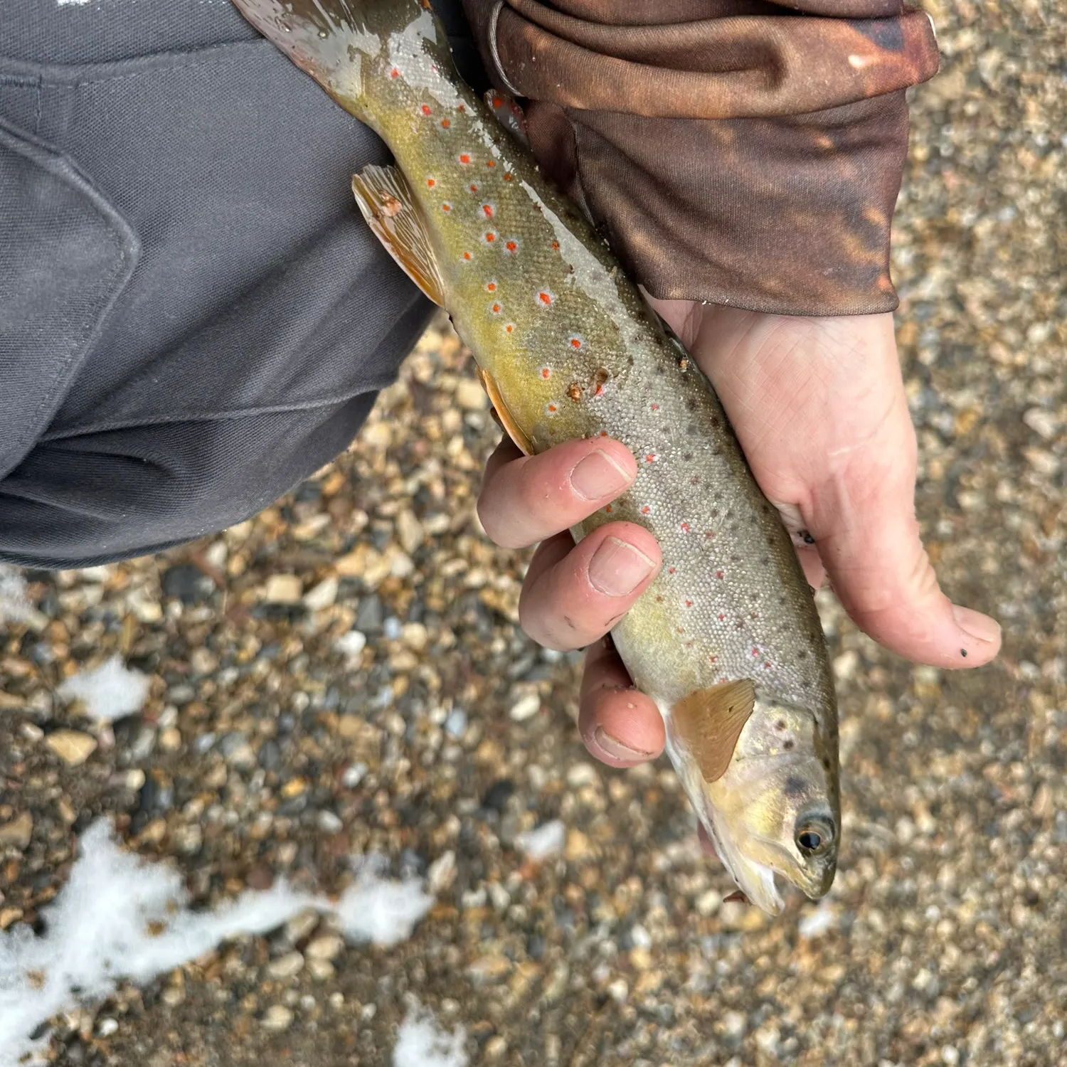 The most recent Brown trout catches on Fishbrain