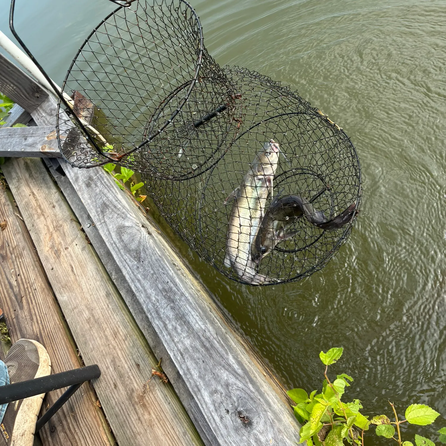 catch