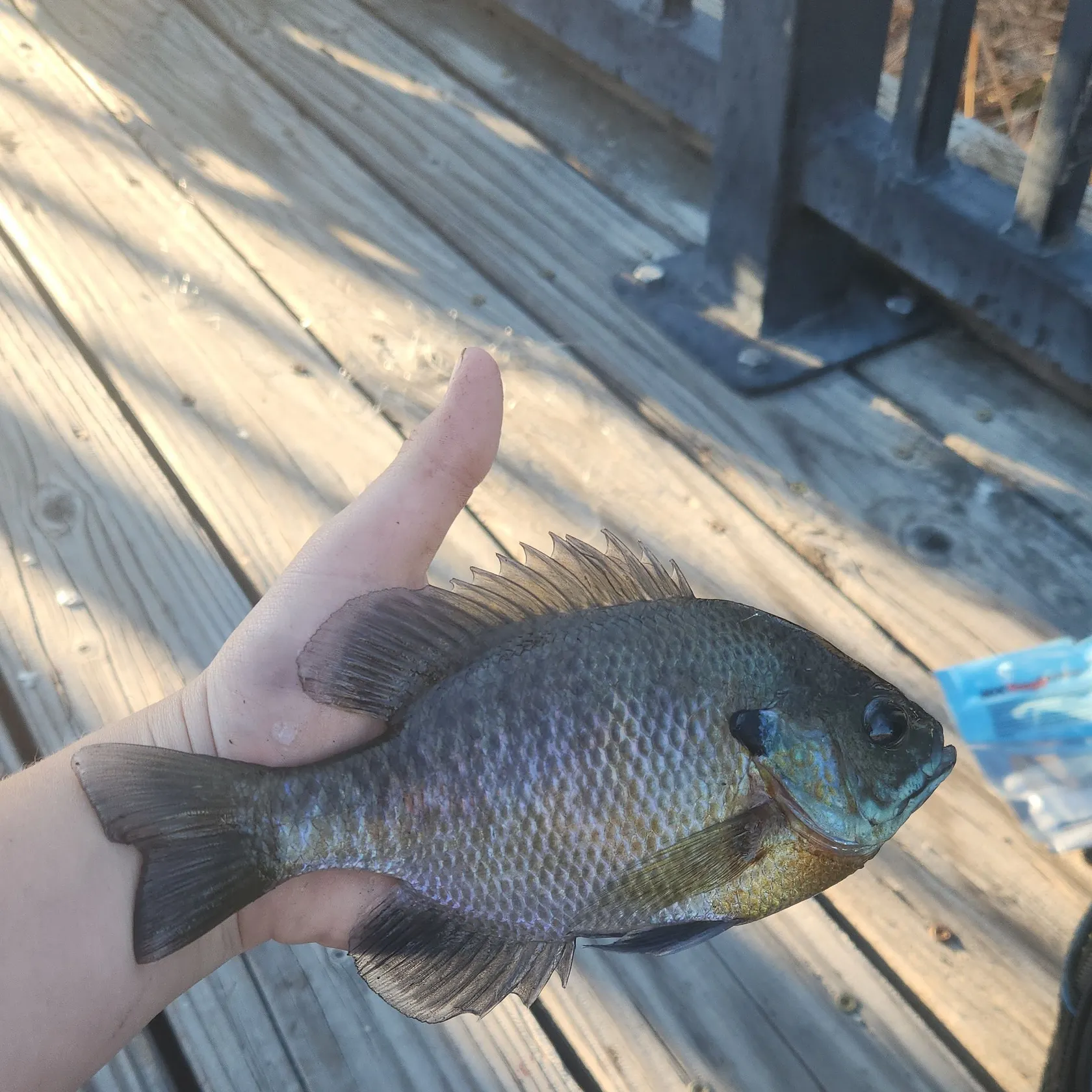 Bluegill caught on Fishbrain