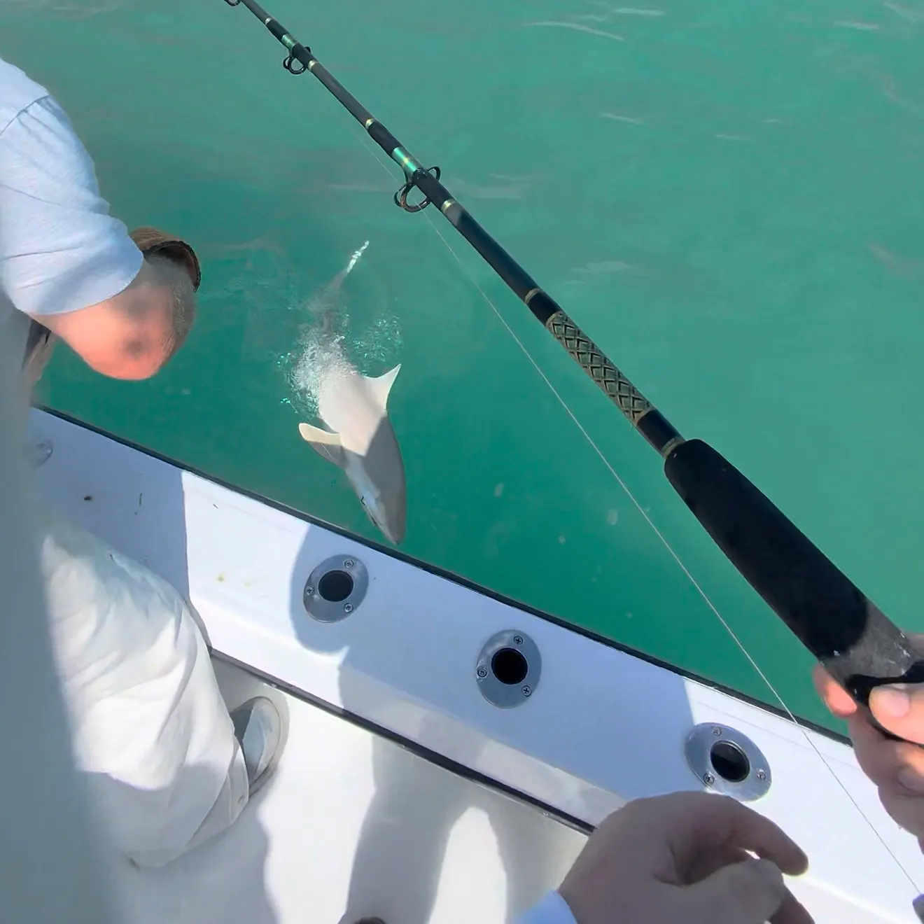 The most recent Lemon shark catches on Fishbrain