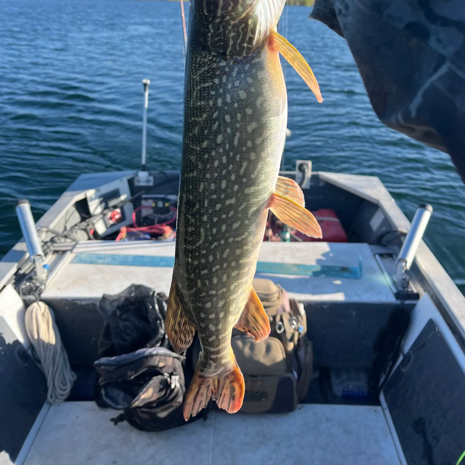 Northern pike caught on Fishbrain