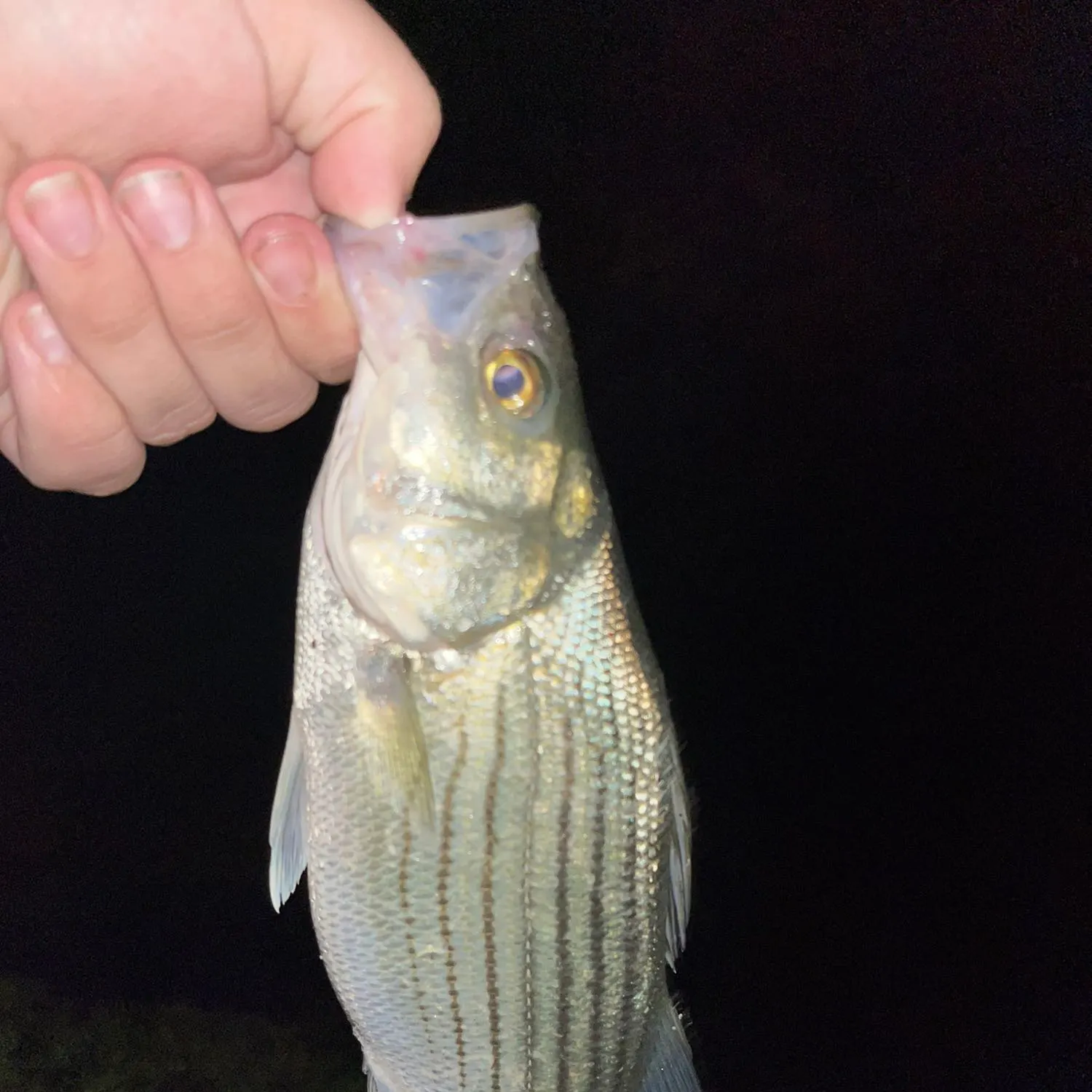 Striped bass caught on Fishbrain